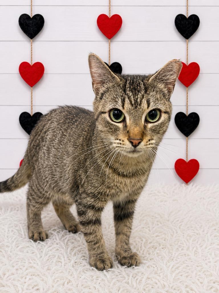 Enlarge Layla, a Adoptable mixed breed in Corpus Christi, TX image 2/2