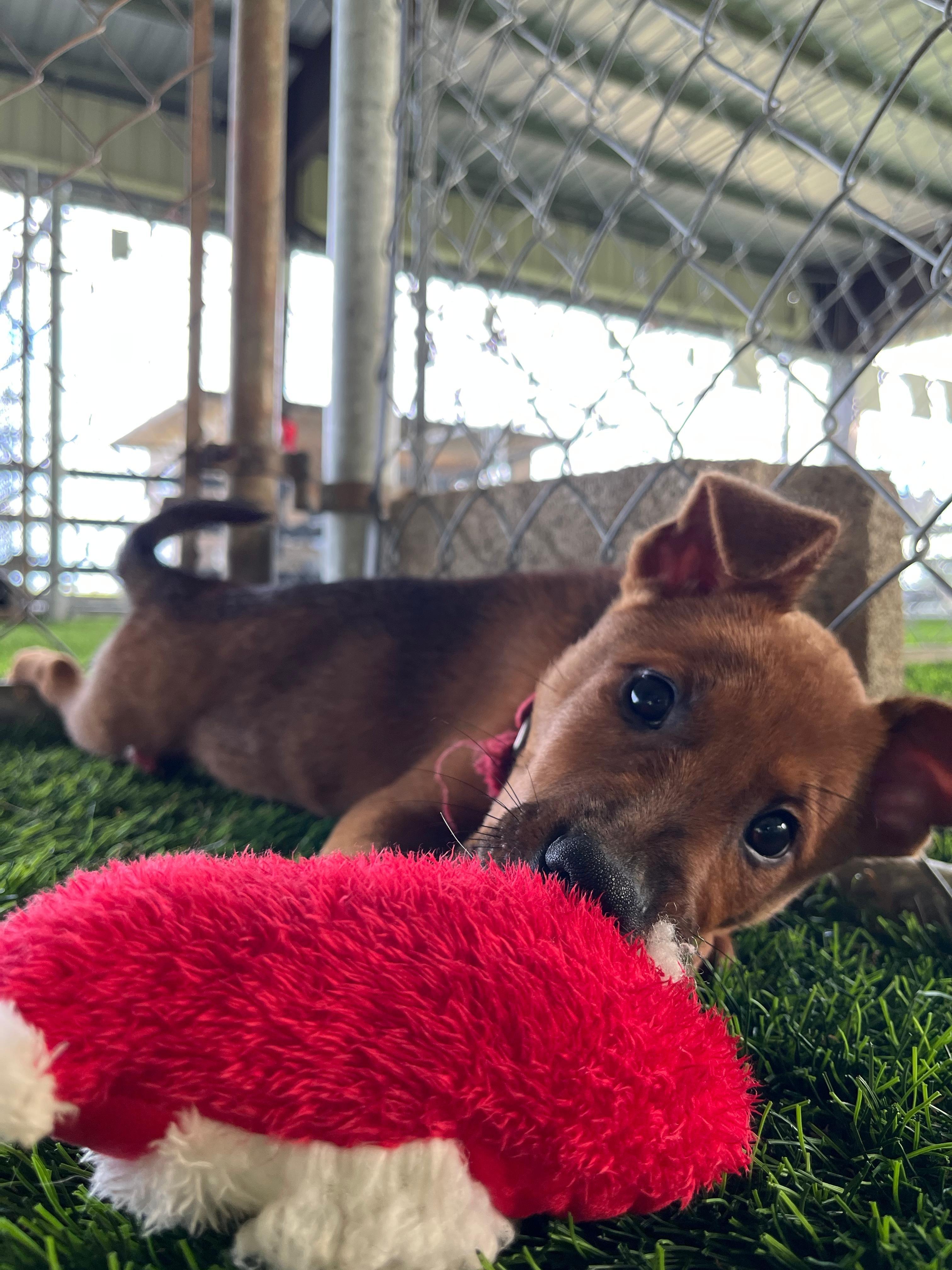 Enlarge Chestnut, a ADOPTABLE mixed breed in Brooklyn, NY image 2/4