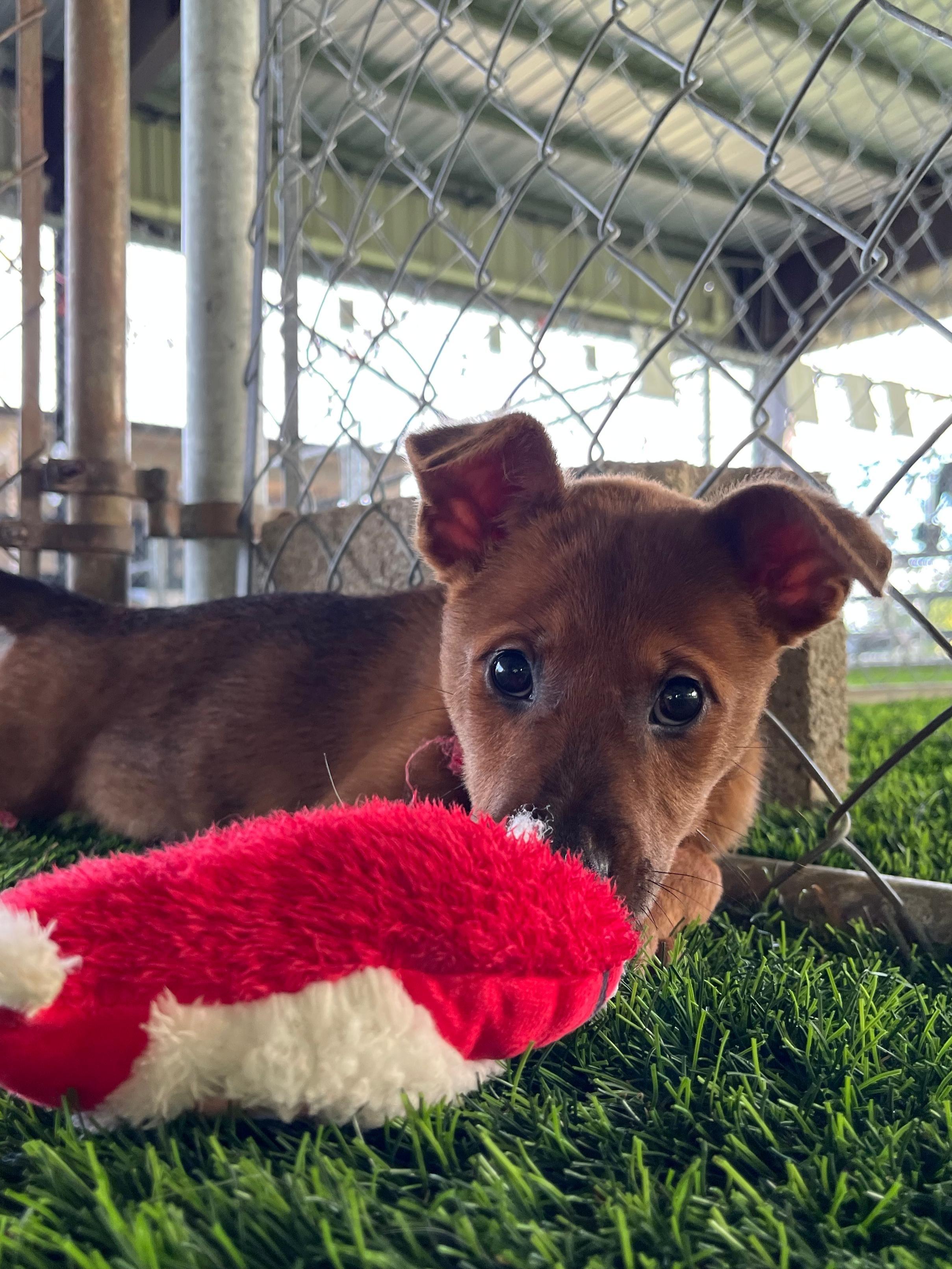 Enlarge Chestnut, a ADOPTABLE mixed breed in Brooklyn, NY image 4/4