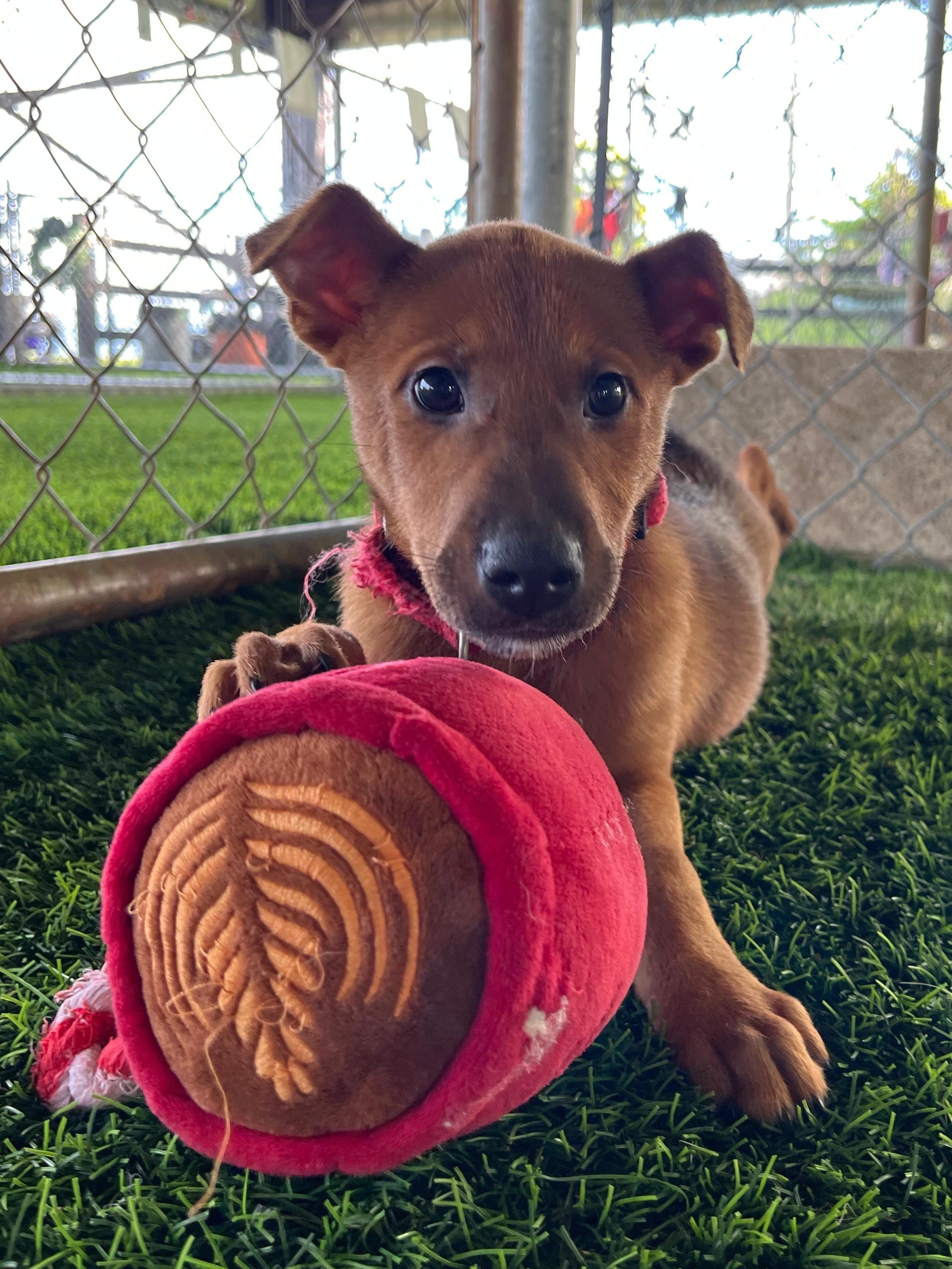 Enlarge Chestnut, a ADOPTABLE mixed breed in Brooklyn, NY image 3/4