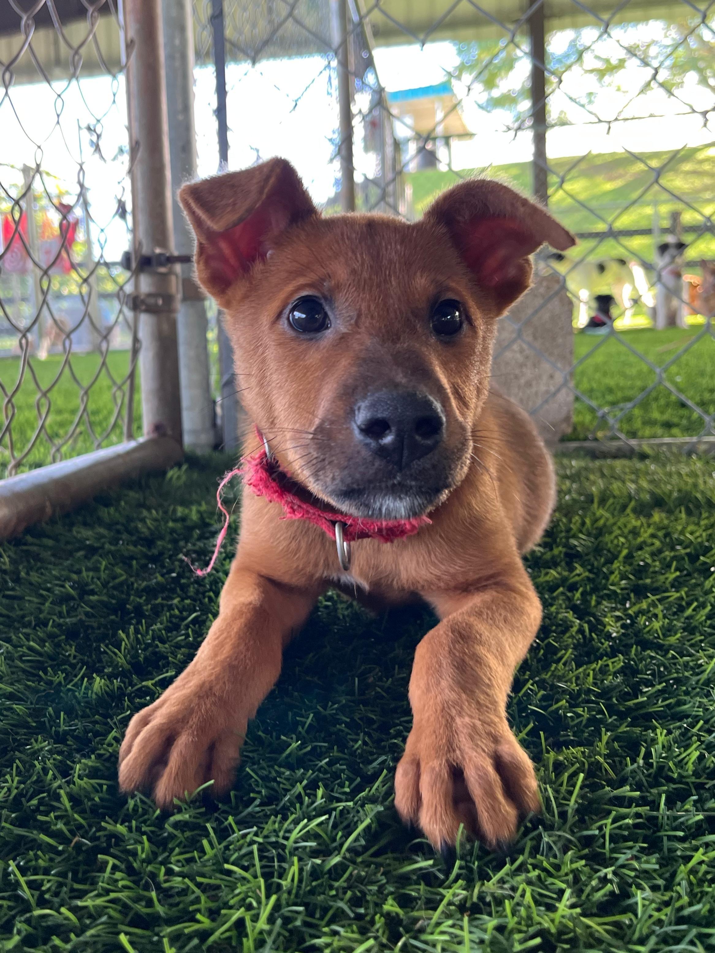 Enlarge Chestnut, a ADOPTABLE mixed breed in Brooklyn, NY image 1/4