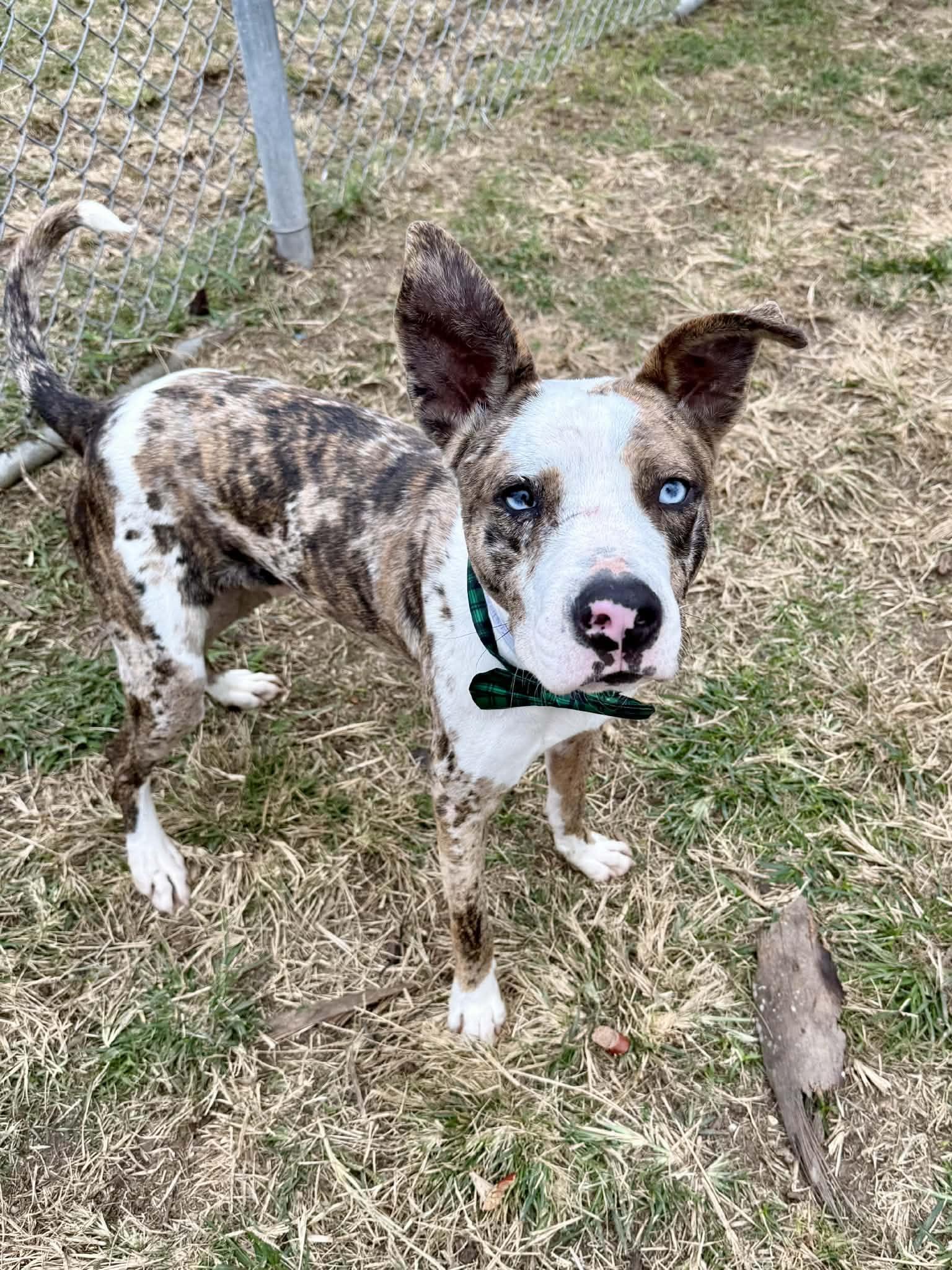 Enlarge Hershey, a ADOPTABLE mixed breed in Yonkers, NY image 2/3