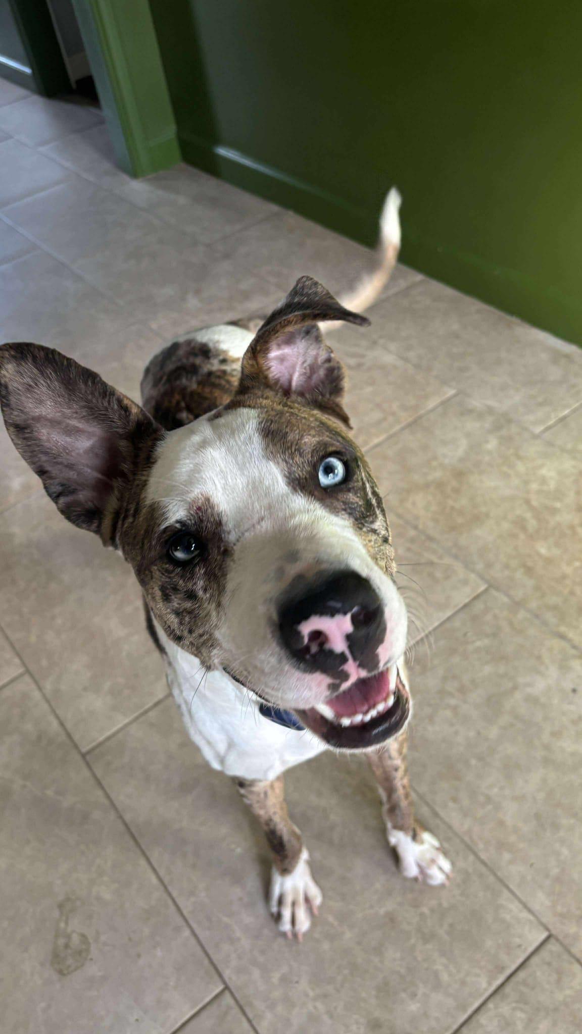 Enlarge Hershey, a ADOPTABLE mixed breed in Yonkers, NY image 6/6