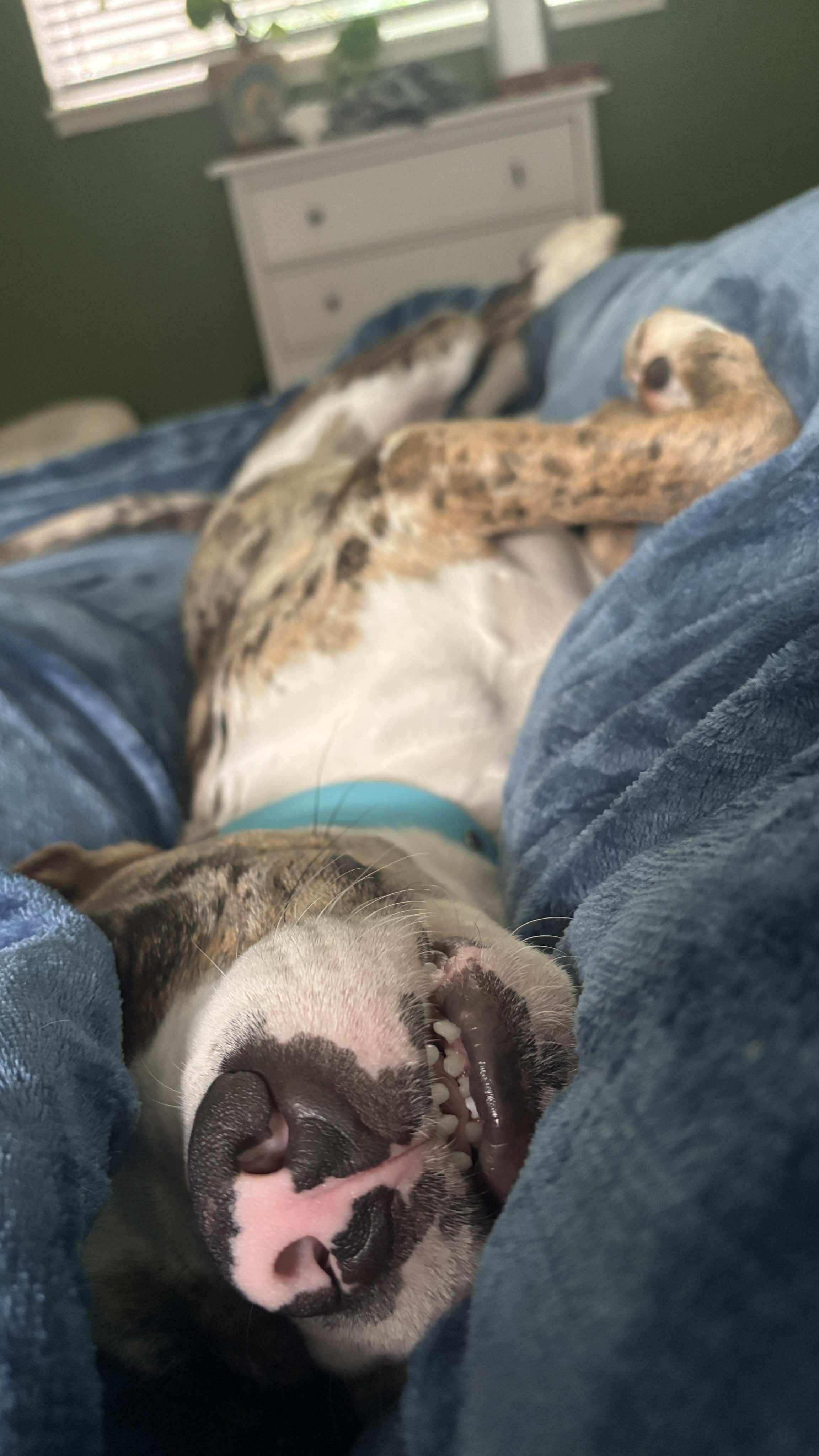 Enlarge Hershey, a ADOPTABLE mixed breed in Yonkers, NY image 3/3