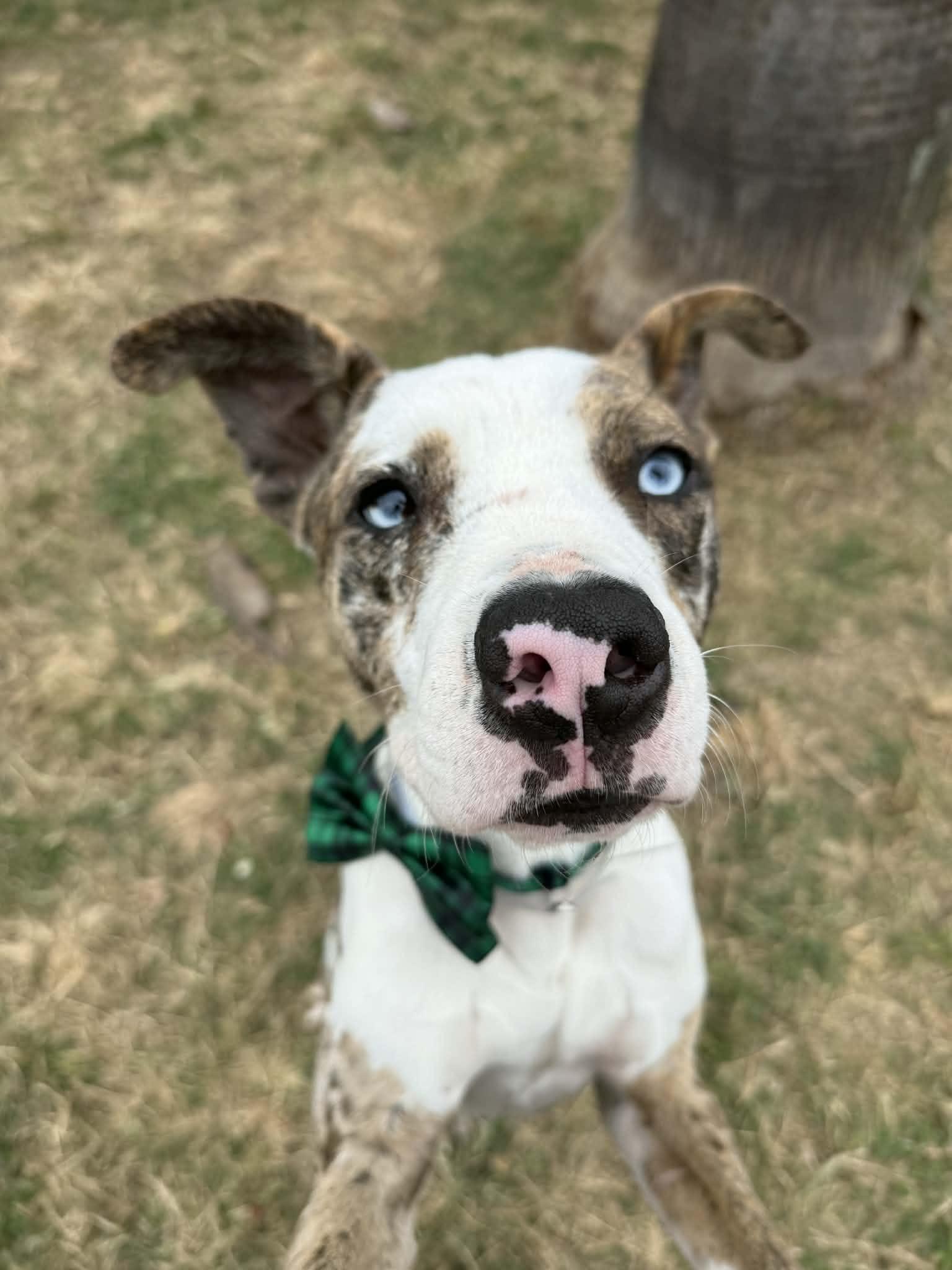 Hershey, ADOPTABLE, Young Male Pit Bull Terrier.