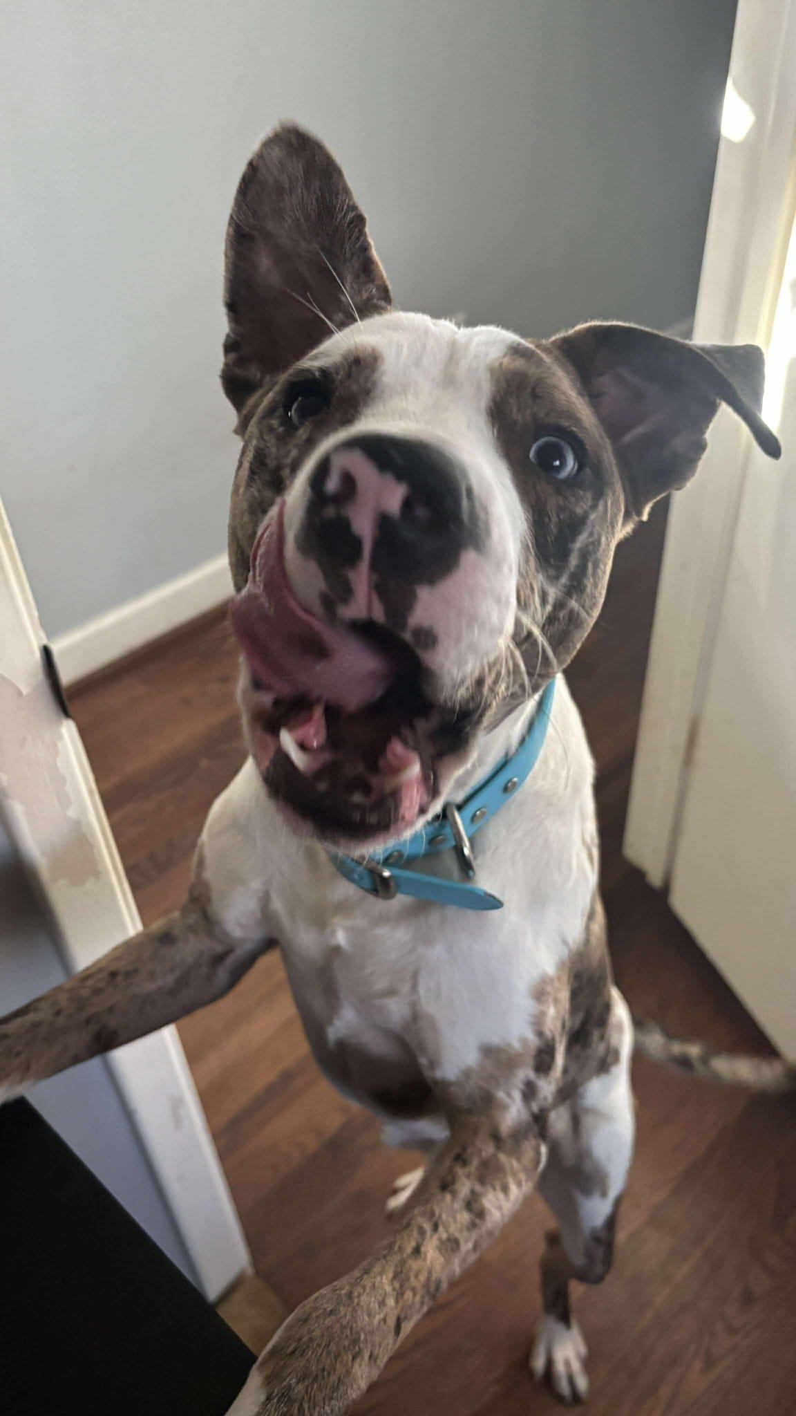 Enlarge Hershey, a ADOPTABLE mixed breed in Yonkers, NY image 5/6