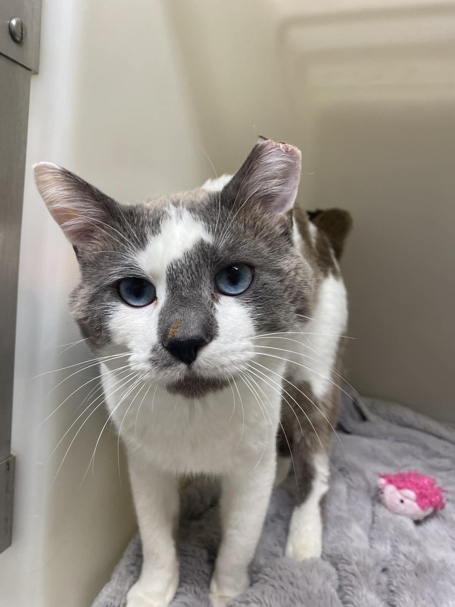 Teddy, ADOPTABLE, Adult Male Domestic Short Hair.