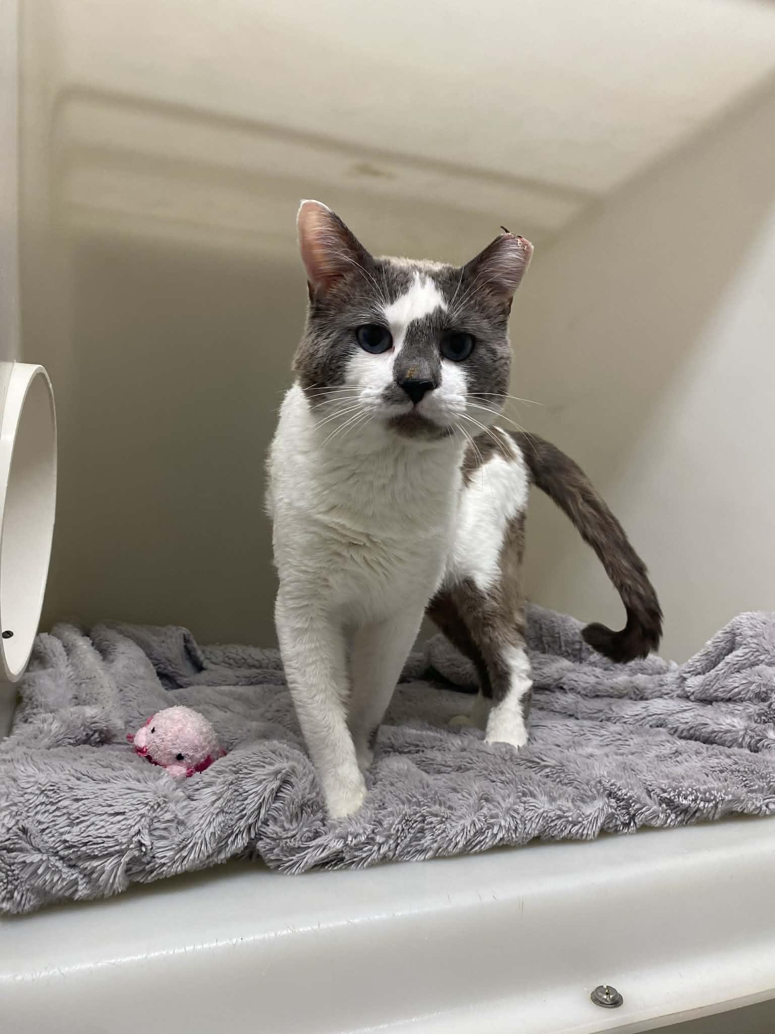 Teddy, a ADOPTABLE Domestic Short Hair in St. Maries, ID image 2/4