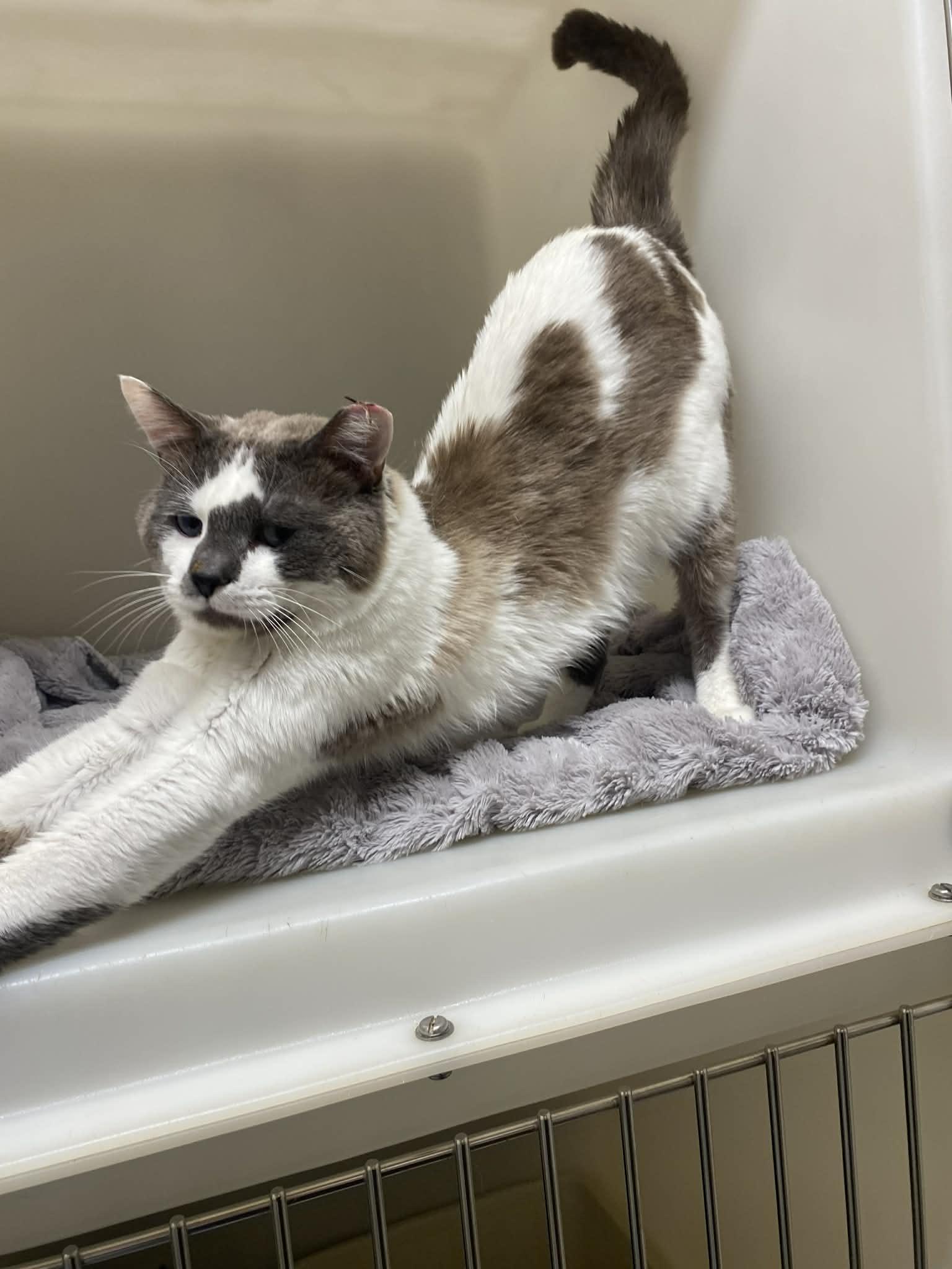 Teddy, a ADOPTABLE Domestic Short Hair in St. Maries, ID image 4/4