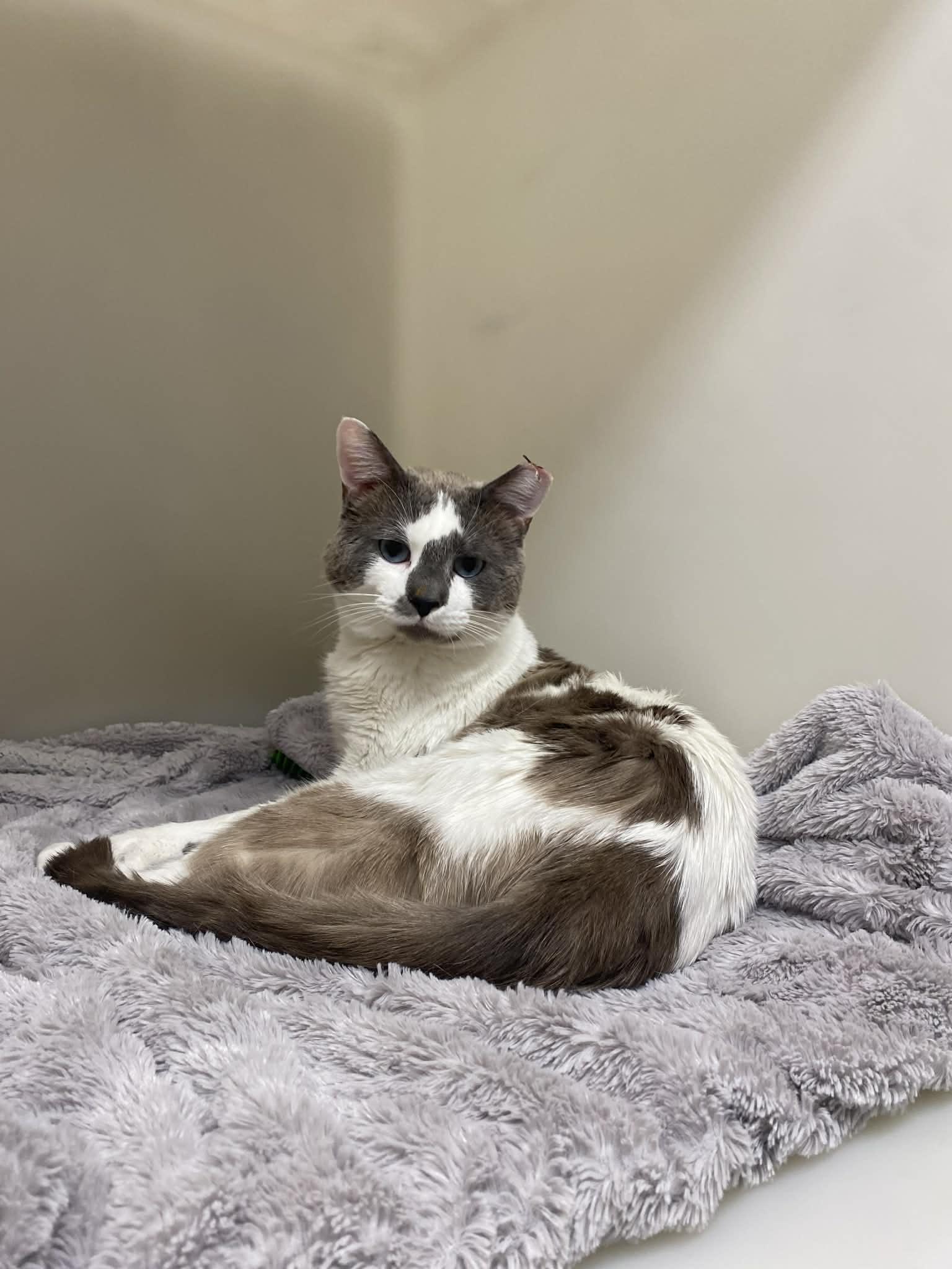 Teddy, a ADOPTABLE Domestic Short Hair in St. Maries, ID image 3/4