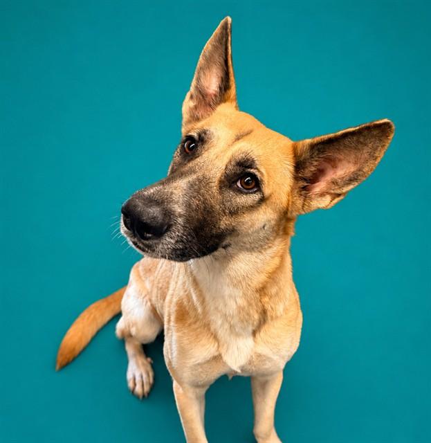Enlarge CHIPPY, a Adoptable German Shepherd Dog in Pearland, TX image 1/1