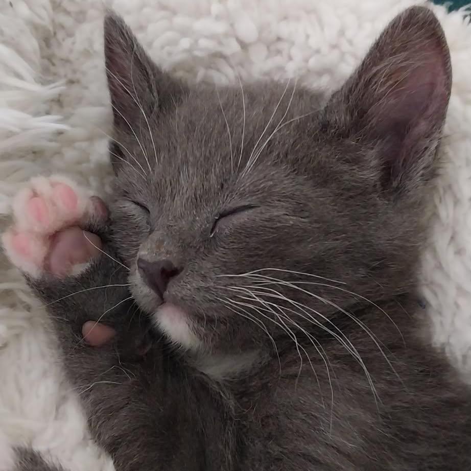 Biscuit, Adoptable, Young Female Domestic Short Hair.