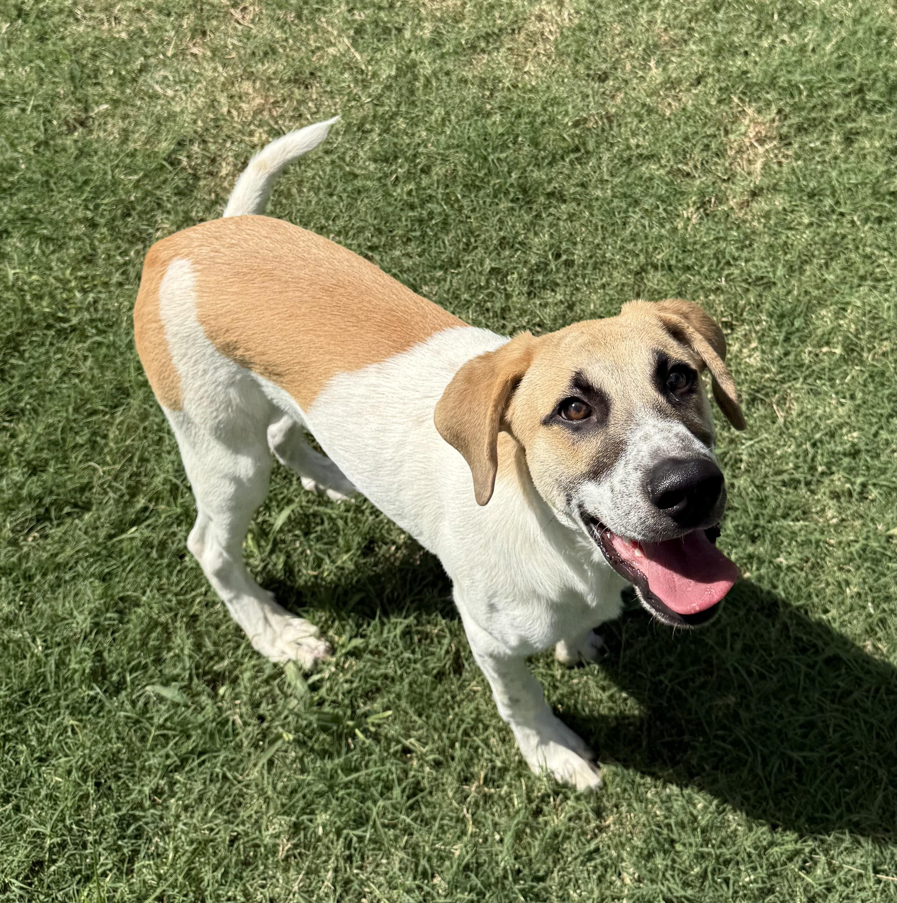 Enlarge Henry, a Adoptable mixed breed in New Haven, CT image 4/6