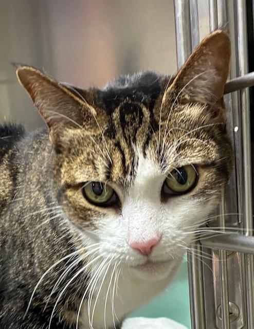 Enlarge Sassy, an adopted Domestic Short Hair in Canoga Park, CA image 2/3