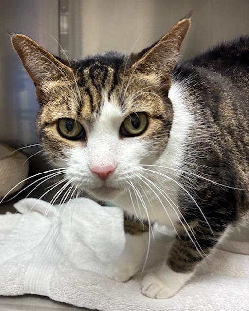 Enlarge Sassy, an adopted Domestic Short Hair in Canoga Park, CA image 3/3