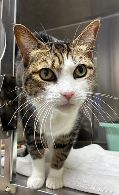 Sassy, adopted, Adult Female Domestic Short Hair.