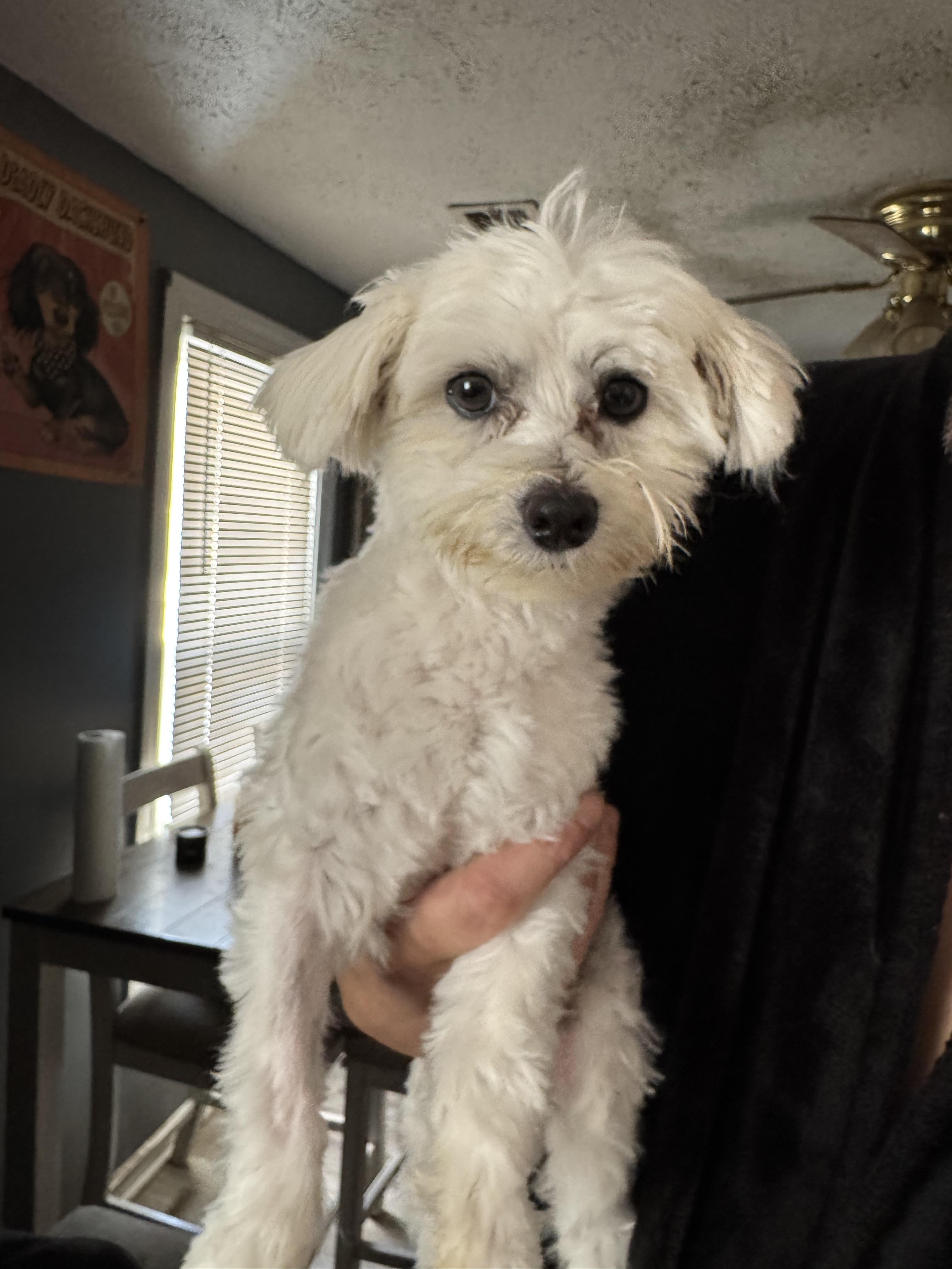 Buttons! Sweet adorable guy! , adopted, Young Male Maltese.