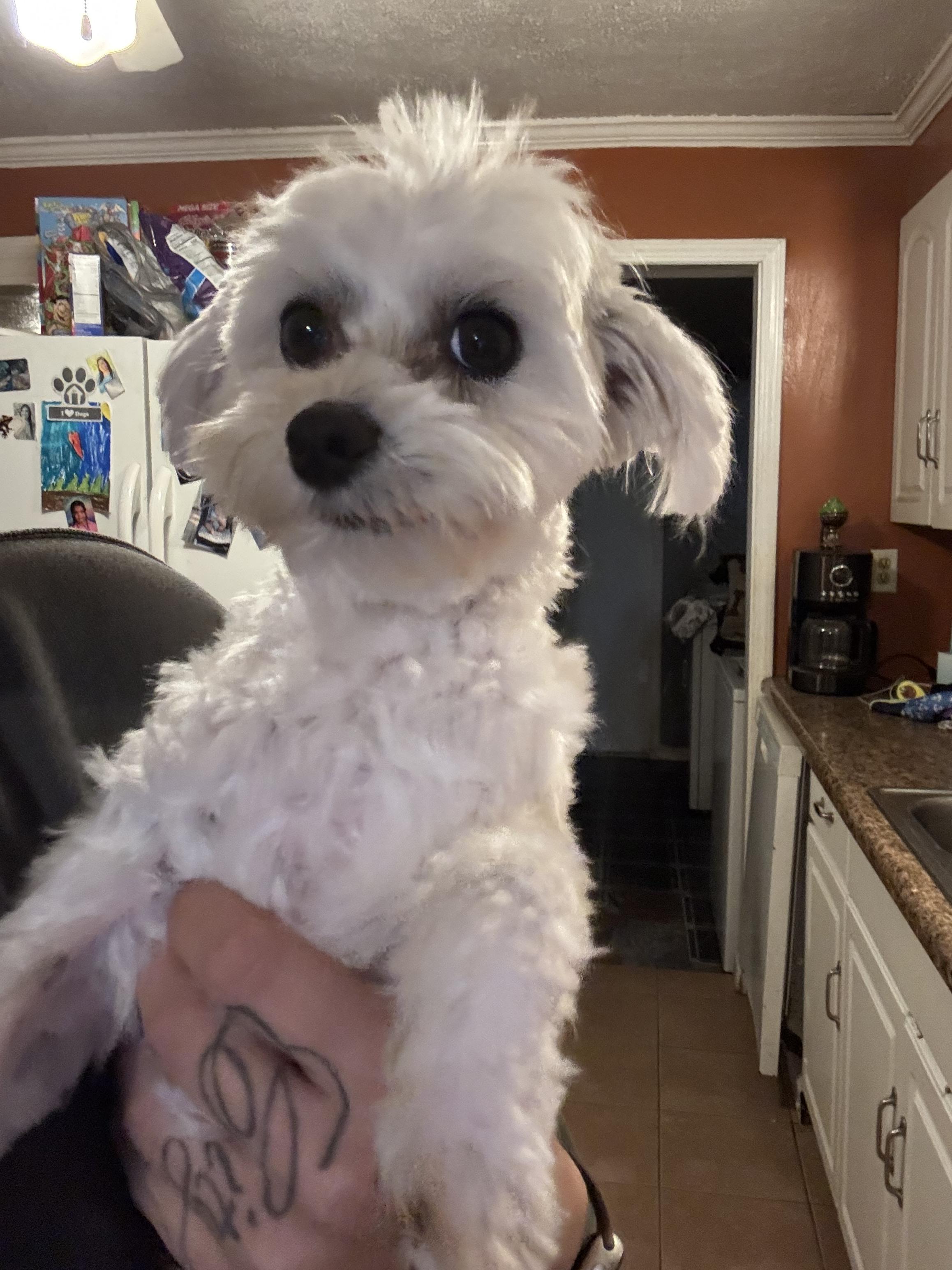 Enlarge Buttons! Sweet adorable guy! , an adopted Maltese in RUSSIAVILLE, IN image 2/3