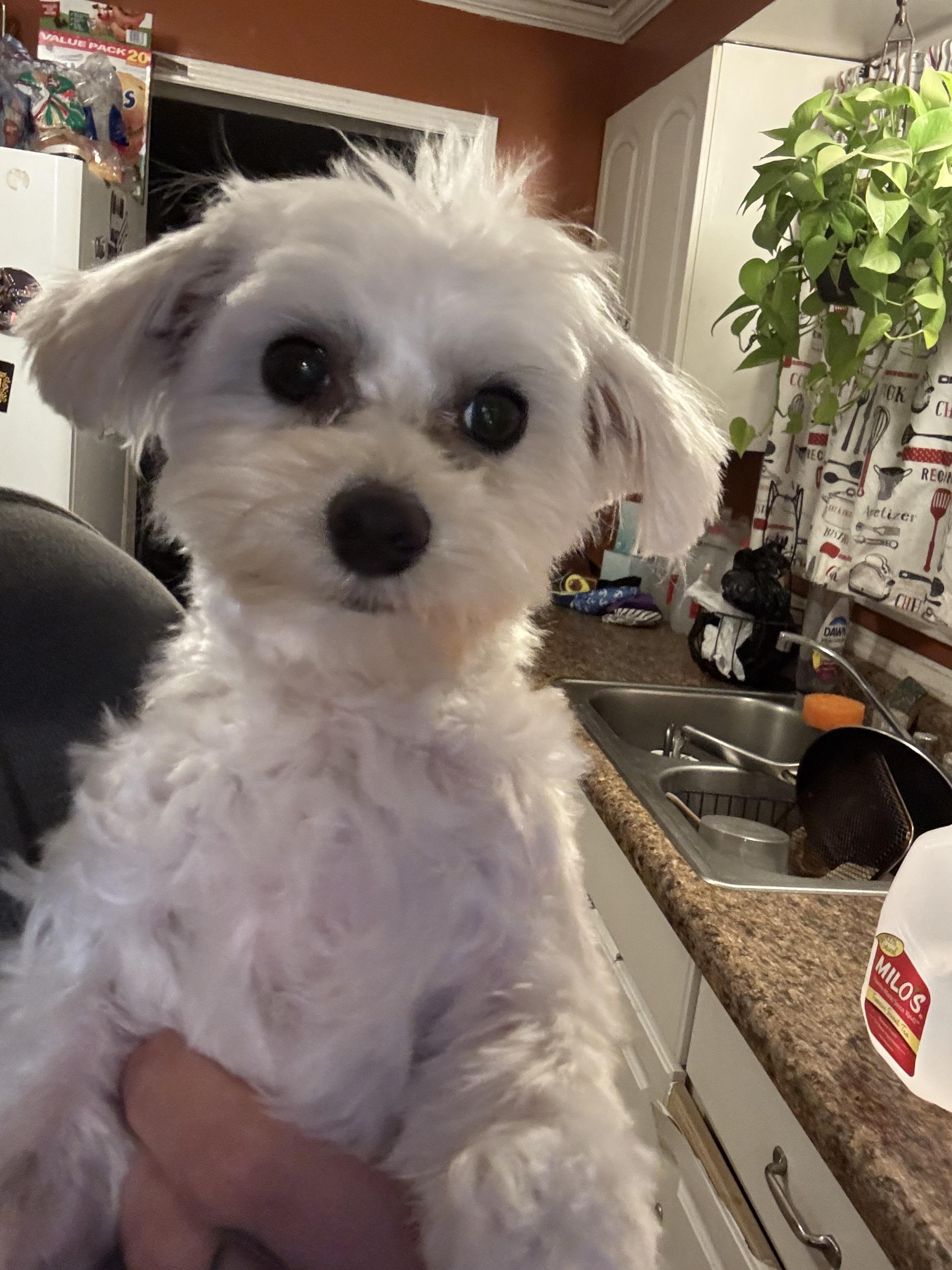 Enlarge Buttons! Sweet adorable guy! , an adopted Maltese in RUSSIAVILLE, IN image 3/3