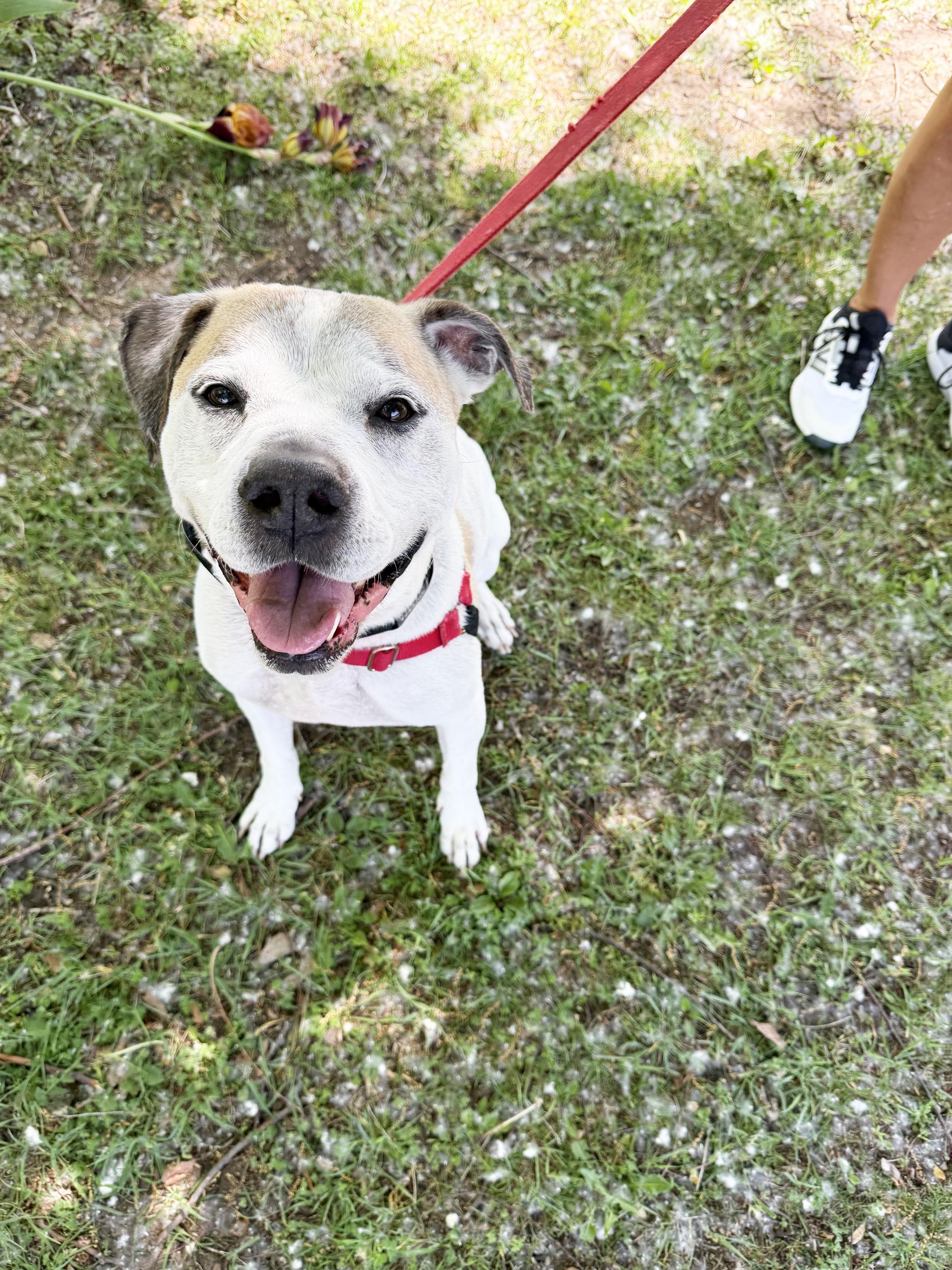 Senor - sweet senior doofy loverboy, a ADOPTABLE Mixed Breed in Oshkosh, WI image 2/5