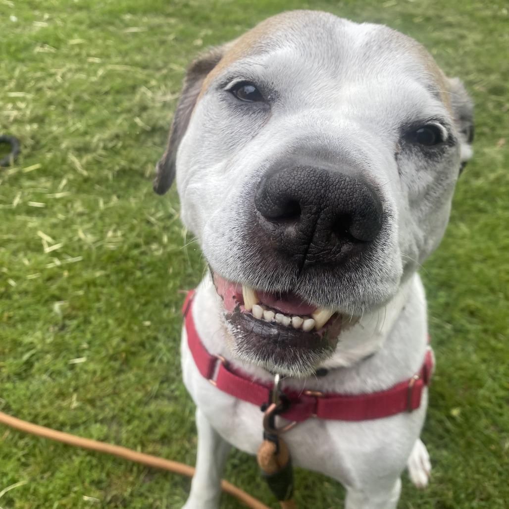 Senor - sweet senior doofy loverboy, ADOPTABLE, Senior Male Mixed Breed.