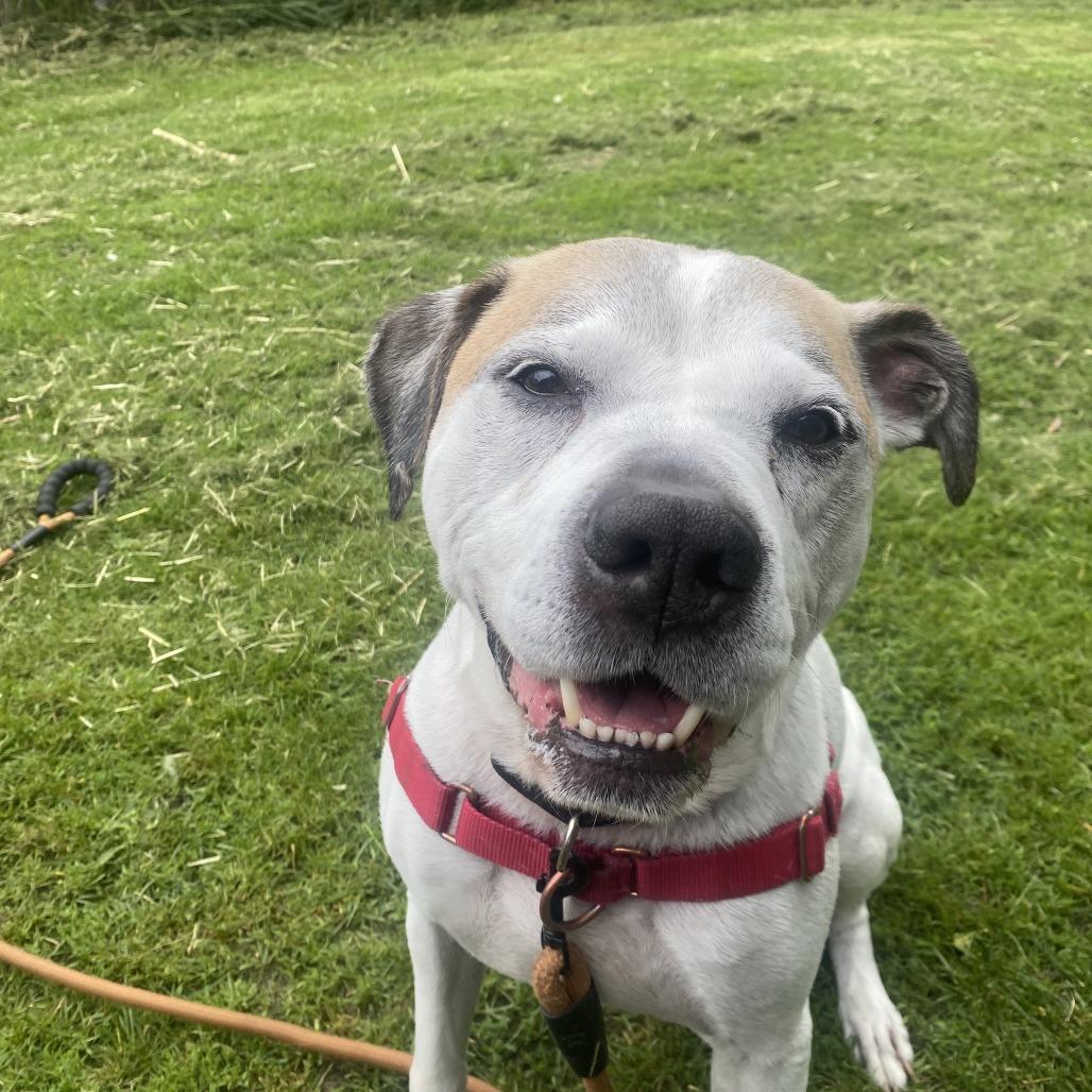 Senor - sweet senior doofy loverboy, a ADOPTABLE Mixed Breed in Oshkosh, WI image 5/5
