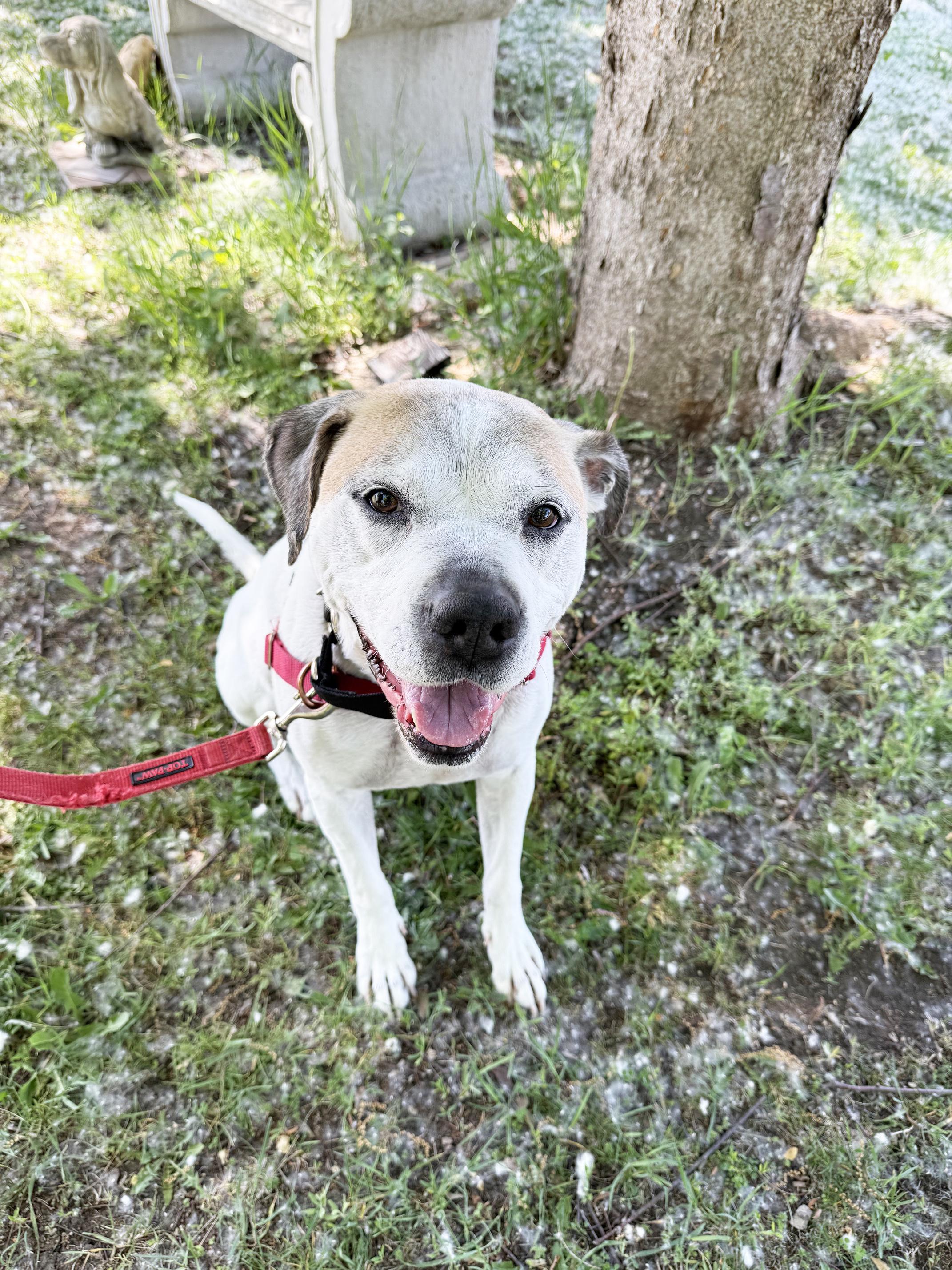 Senor - sweet senior doofy loverboy, a ADOPTABLE Mixed Breed in Oshkosh, WI image 3/5