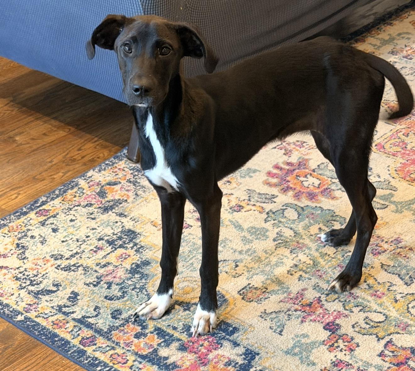Enlarge Eleanor, a Adopted mixed breed in Pelham, AL image 5/6