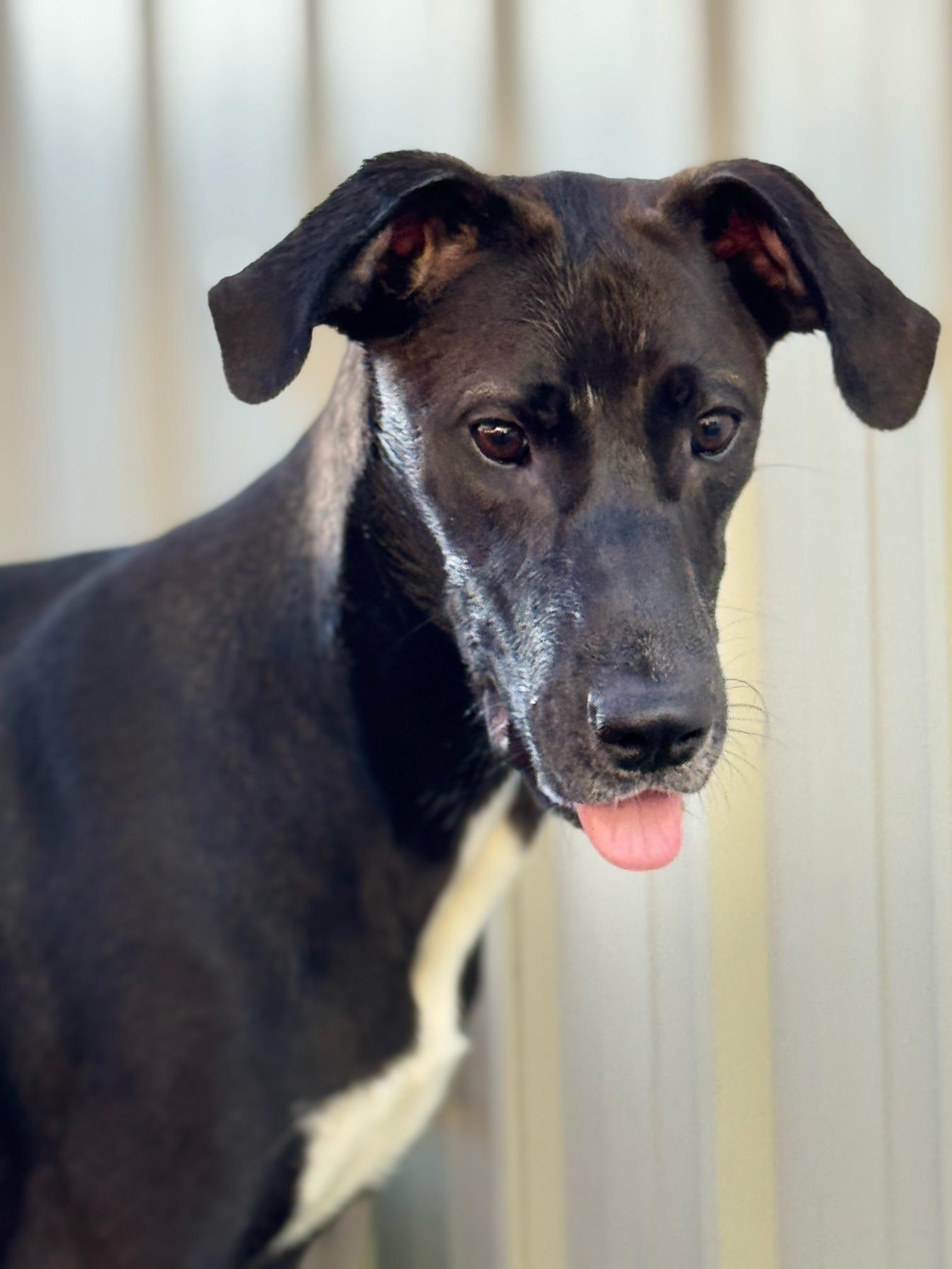 Enlarge Eleanor, a Adopted mixed breed in Pelham, AL image 3/6