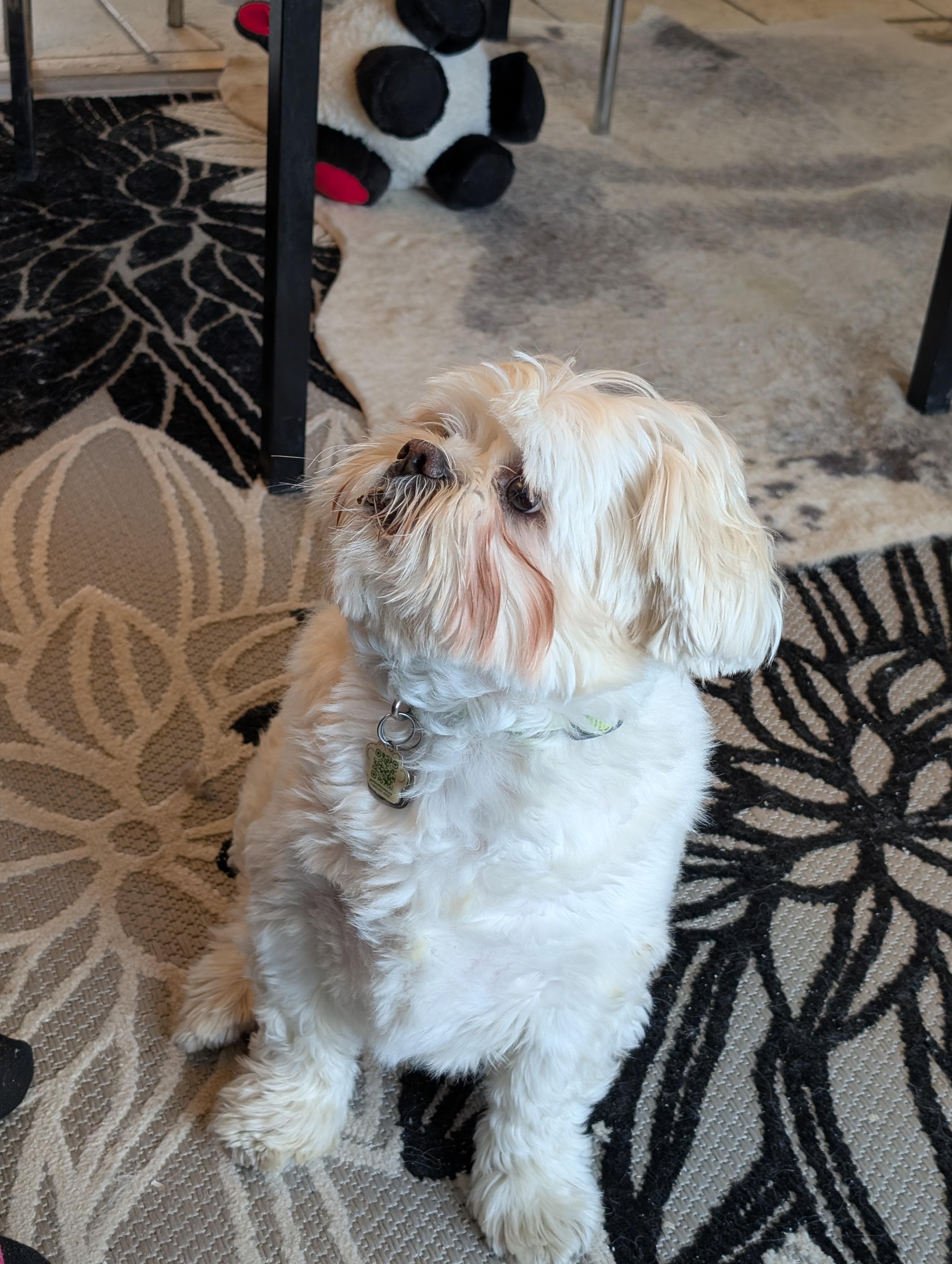 Enlarge Teddy, an adopted mixed breed in Mississauga, ON image 2/4