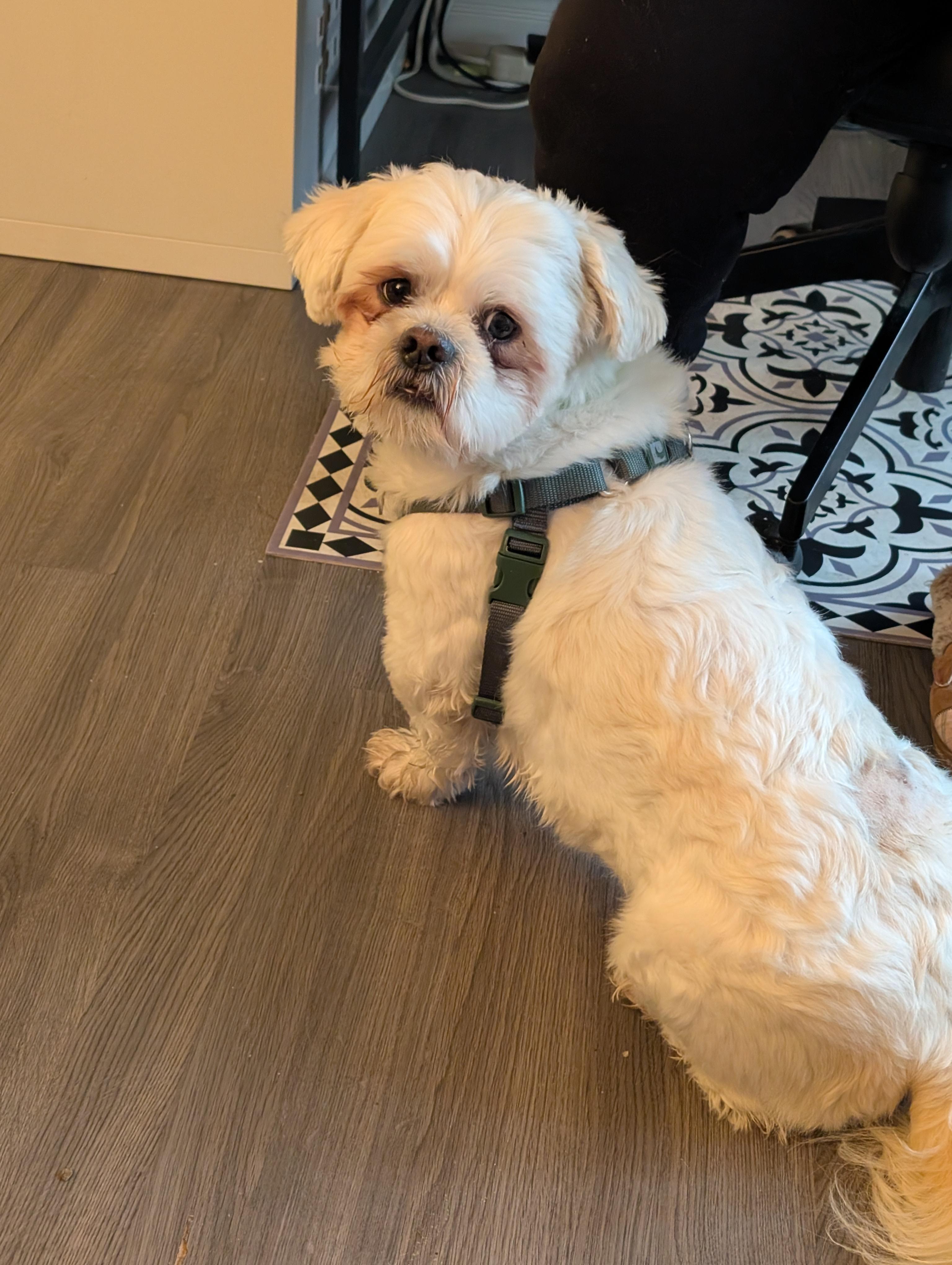Enlarge Teddy, an adopted mixed breed in Mississauga, ON image 3/4