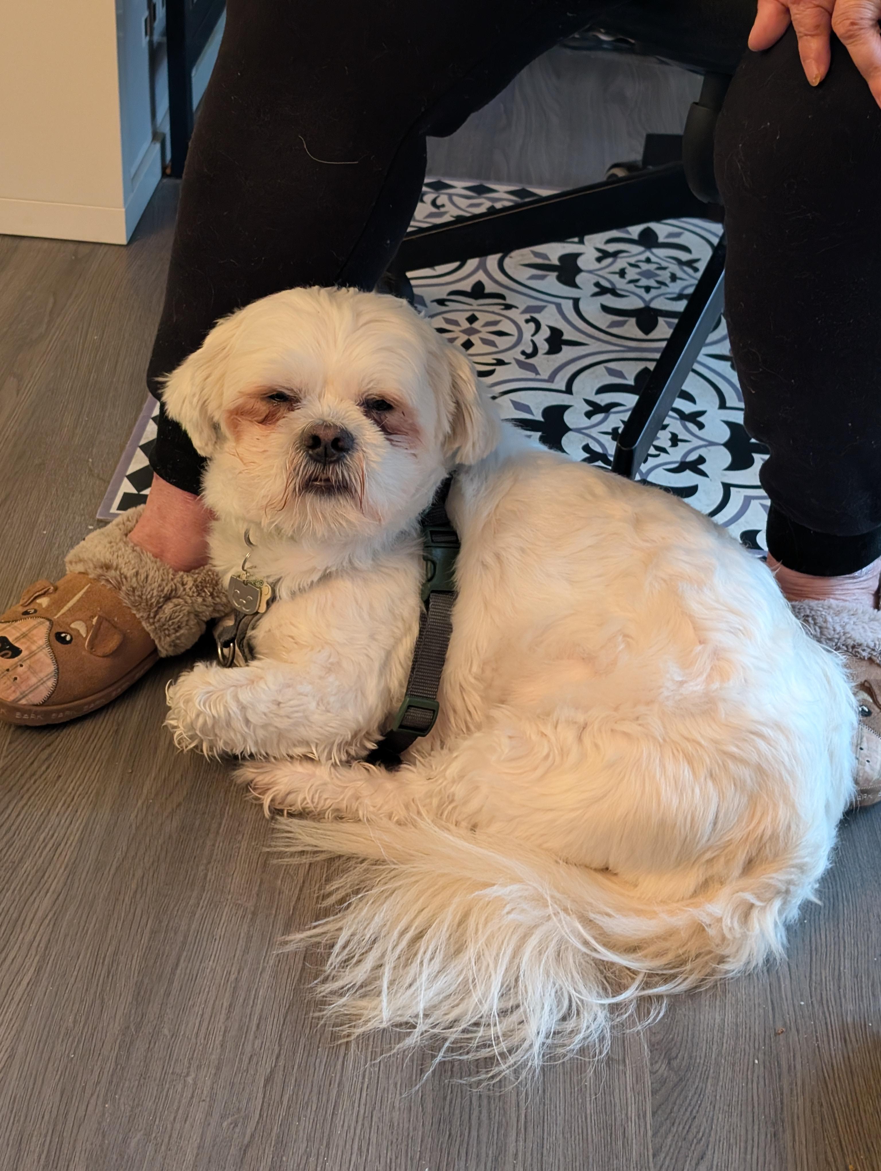 Enlarge Teddy, an adopted mixed breed in Mississauga, ON image 4/4