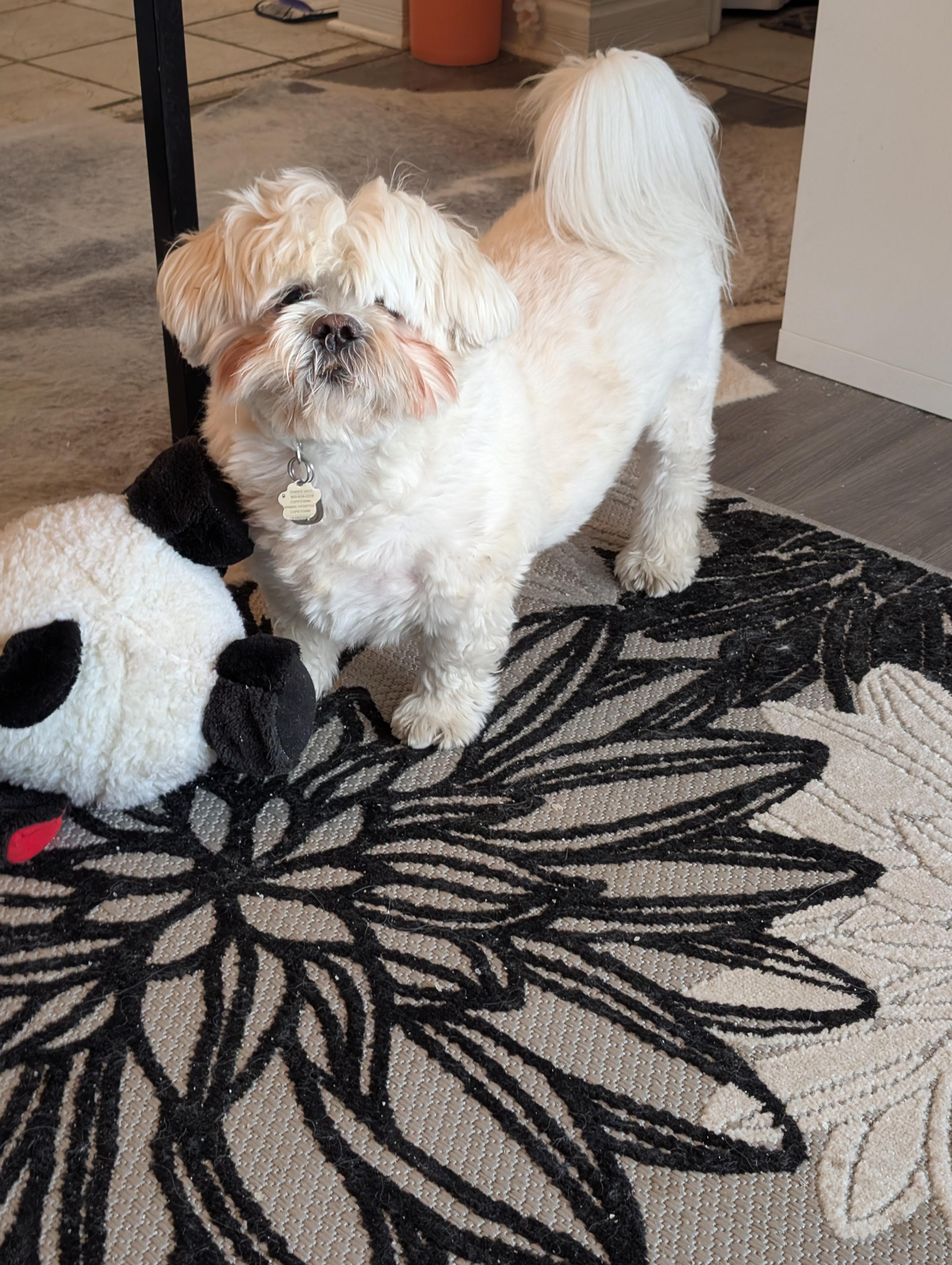 Teddy, adopted, Adult Male Shih Tzu & Maltese.