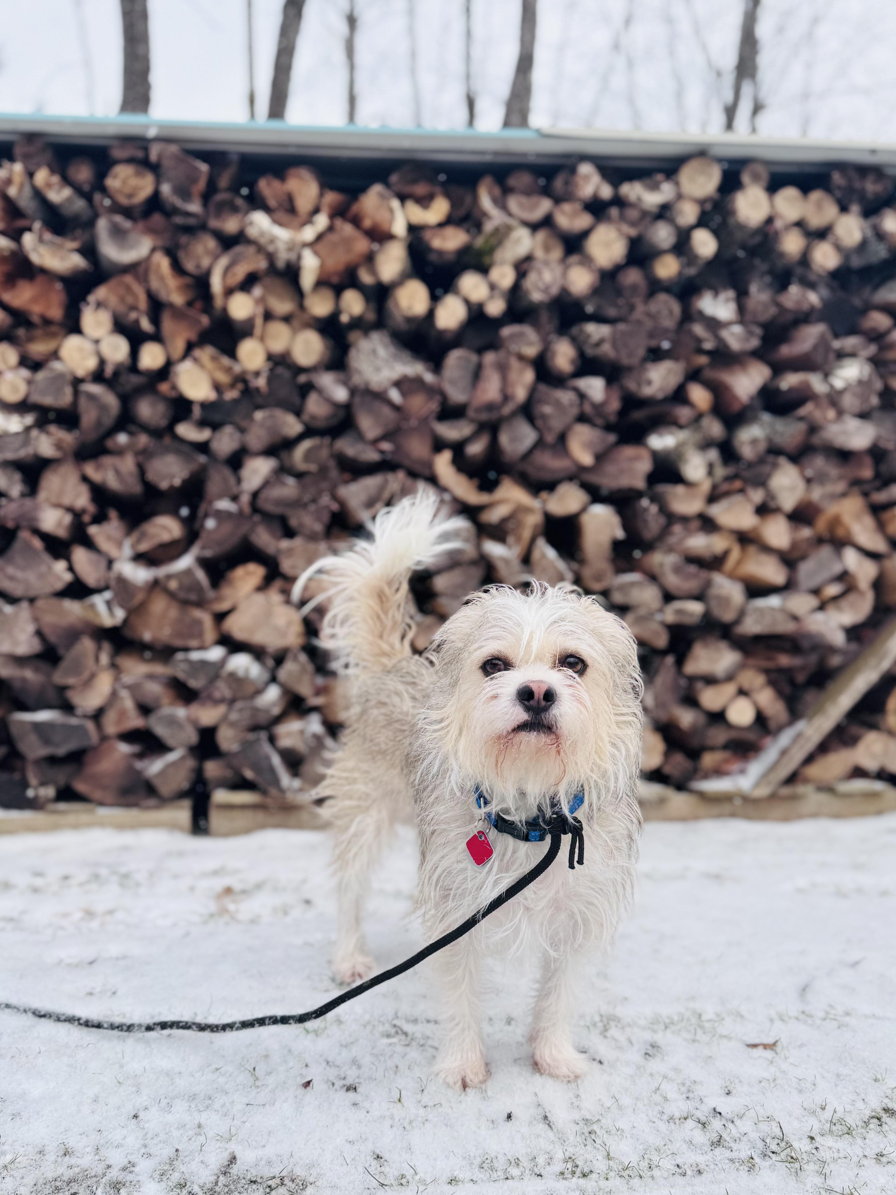 Dewey, a ADOPTABLE mixed breed in Wautoma, WI image 4/4