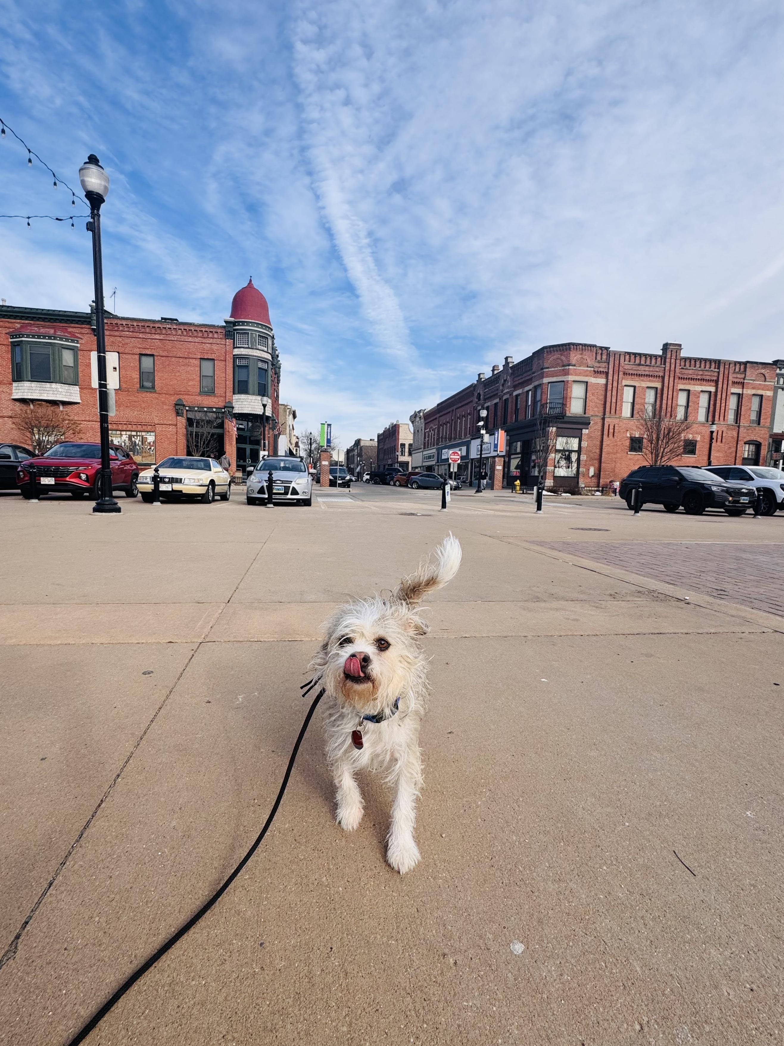Dewey, a ADOPTABLE mixed breed in Wautoma, WI image 3/4