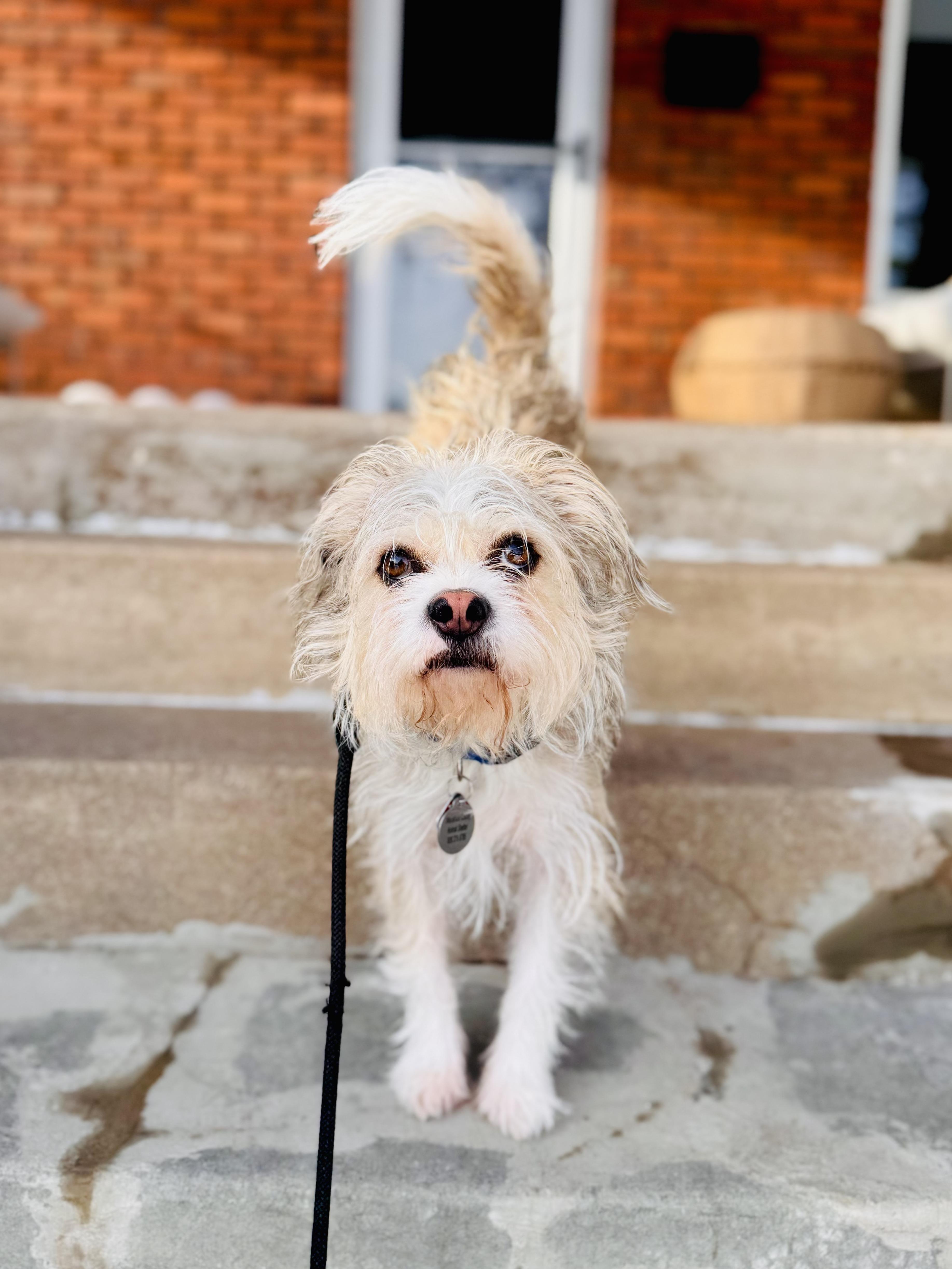 Dewey, a ADOPTABLE mixed breed in Wautoma, WI image 1/4