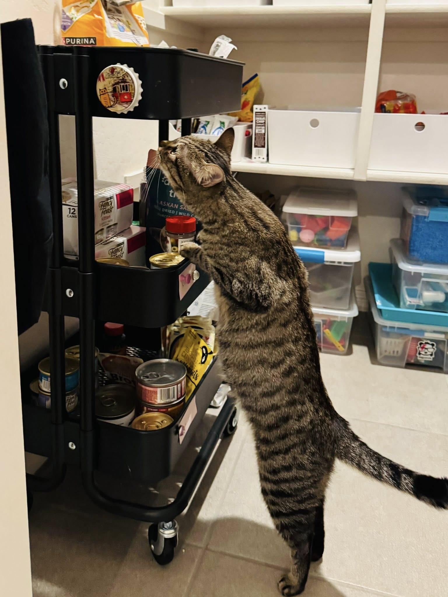 Enlarge Kana, a ADOPTABLE Domestic Short Hair in Queen Creek, AZ image 6/6