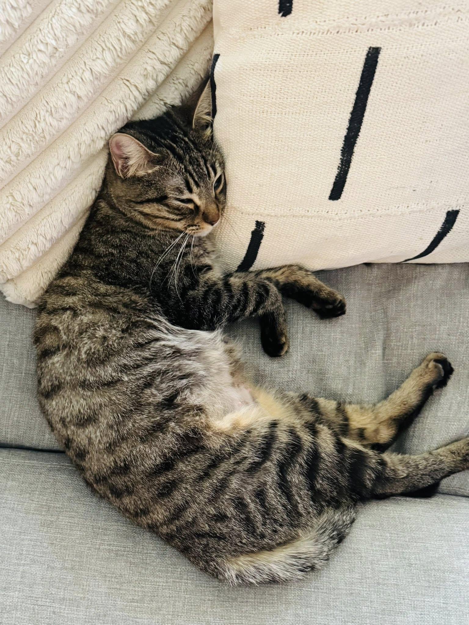 Enlarge Kana, a ADOPTABLE Domestic Short Hair in Queen Creek, AZ image 5/6