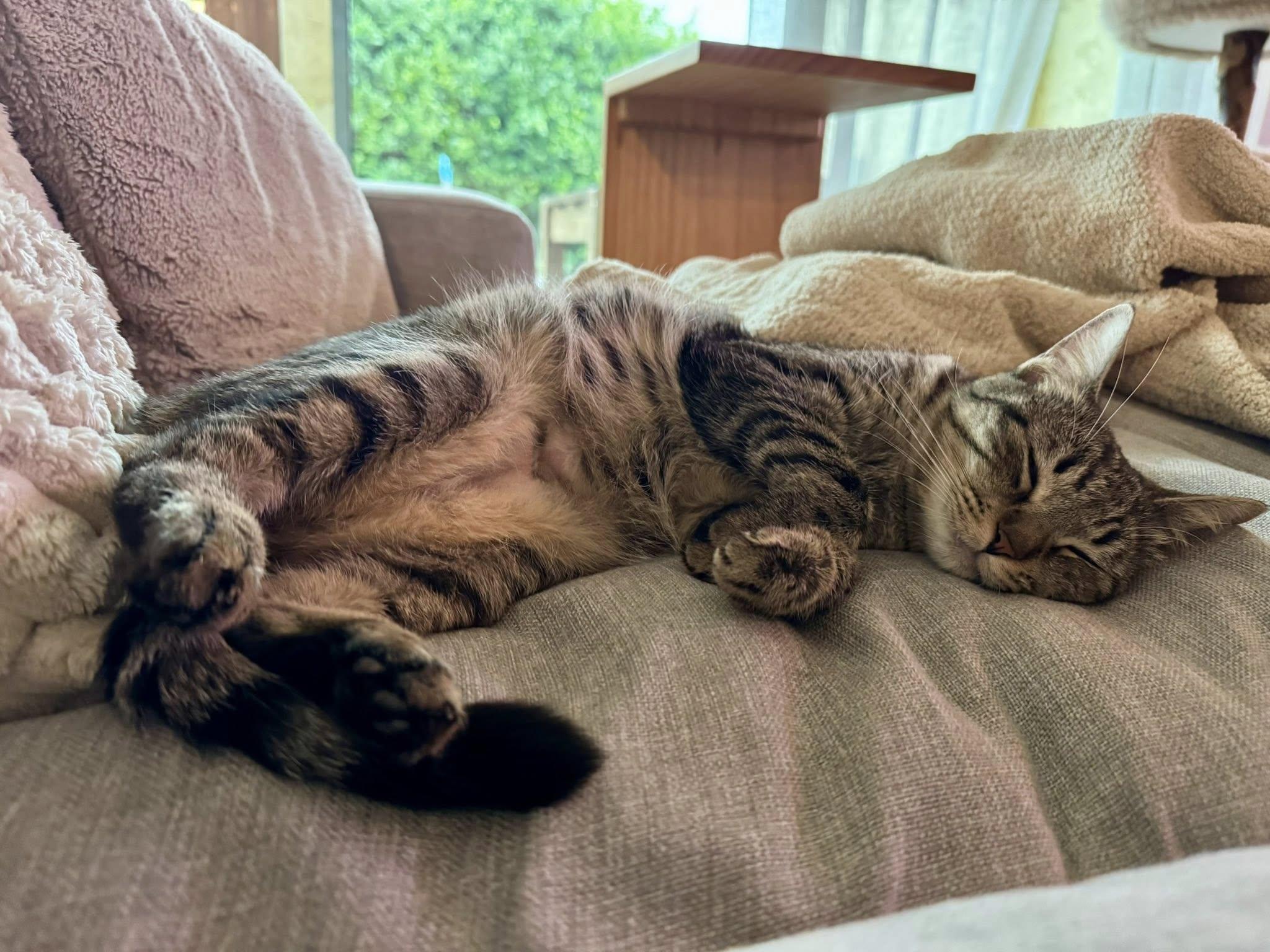 Enlarge Kana, a ADOPTABLE Domestic Short Hair in Queen Creek, AZ image 2/6