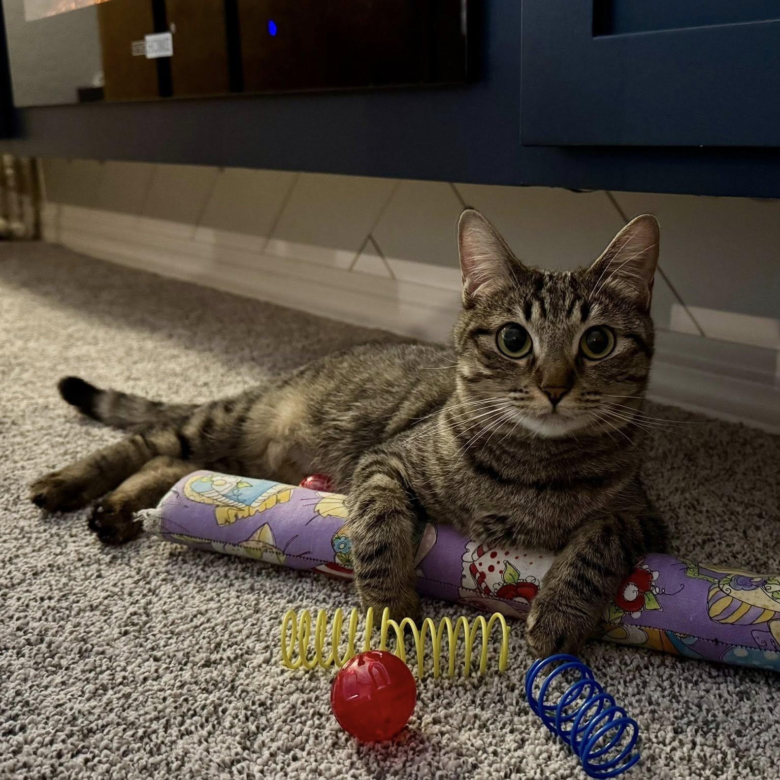 Enlarge Kana, a ADOPTABLE Domestic Short Hair in Queen Creek, AZ image 1/6