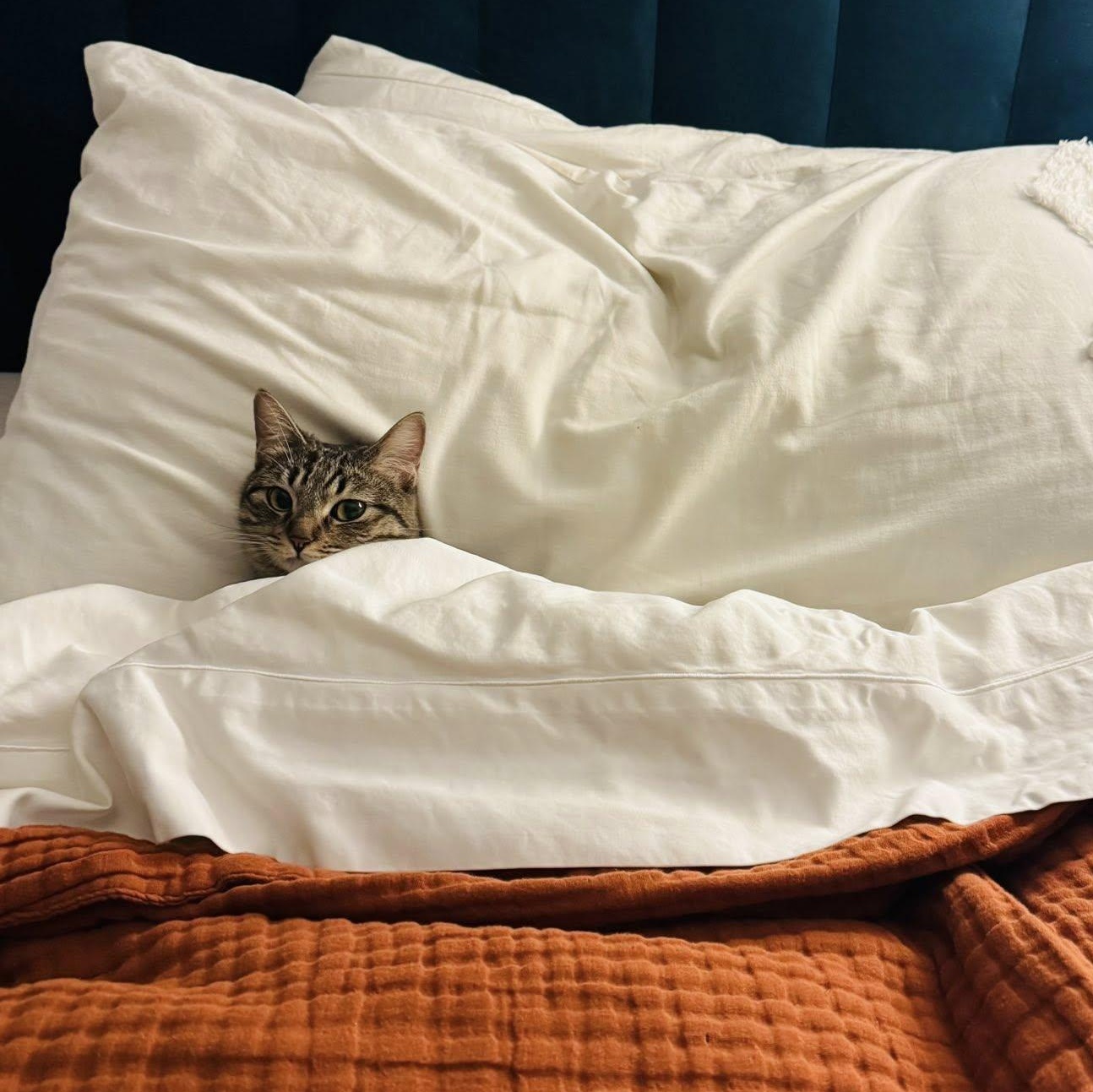 Enlarge Kana, a ADOPTABLE Domestic Short Hair in Queen Creek, AZ image 3/6