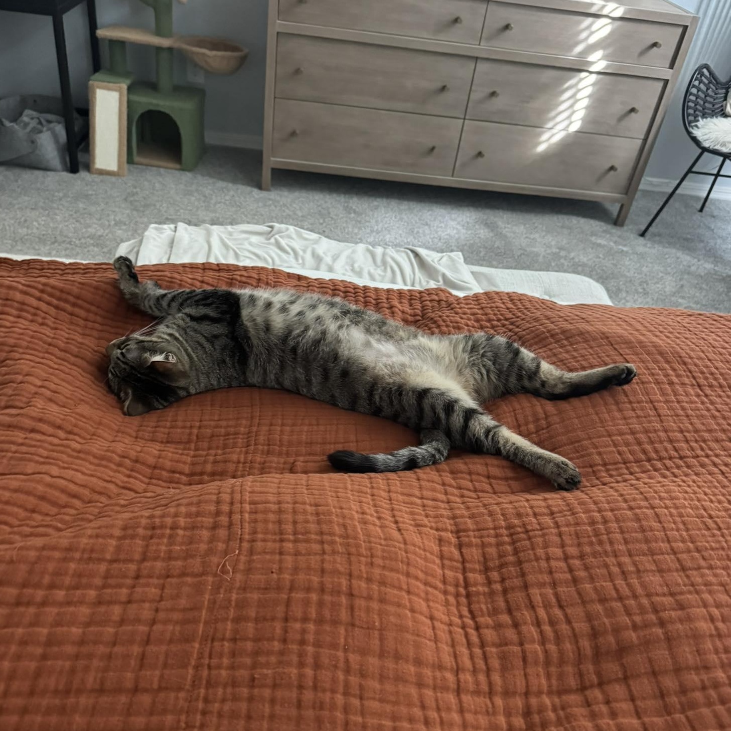 Enlarge Kana, a ADOPTABLE Domestic Short Hair in Queen Creek, AZ image 4/6