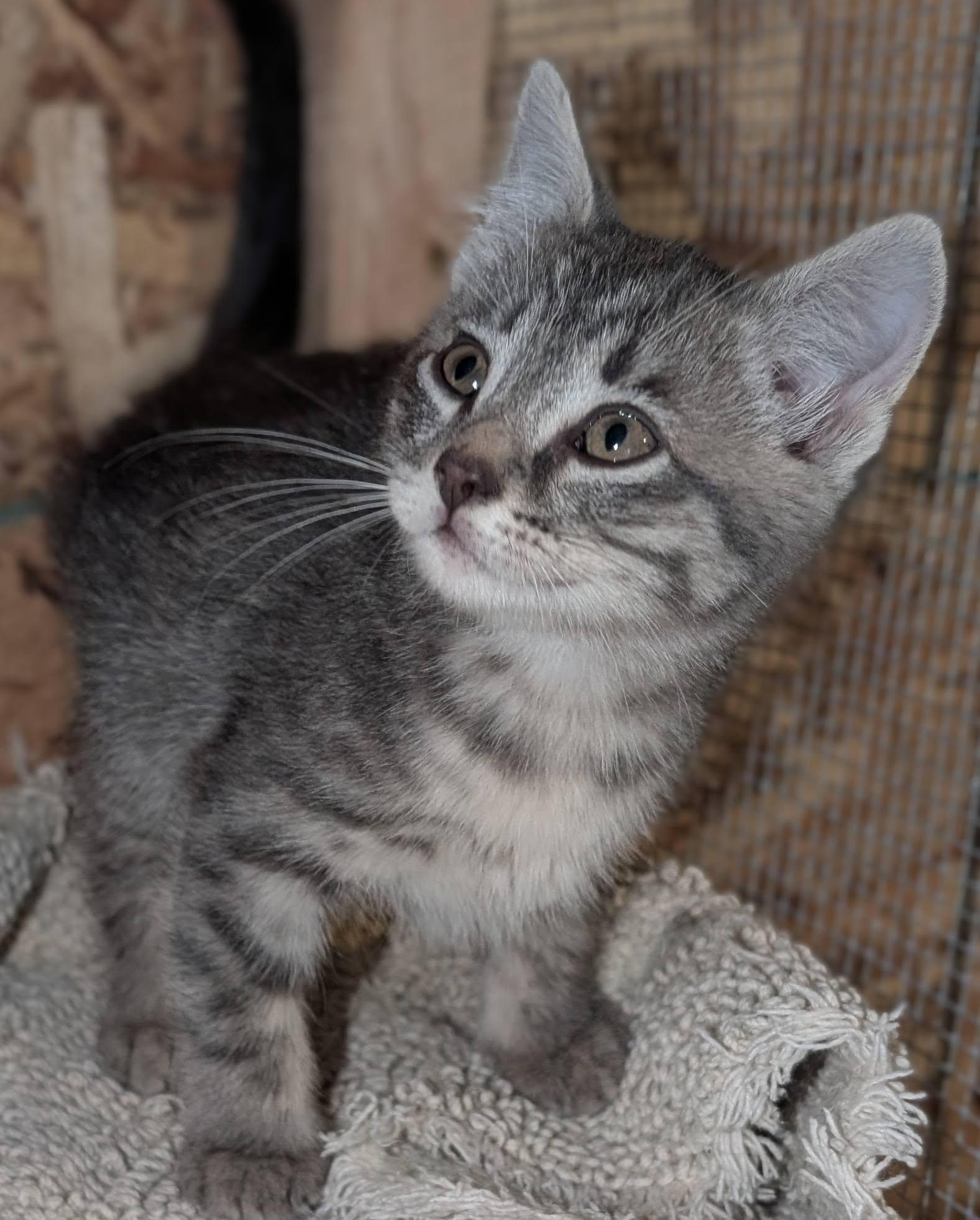 Ashby, a ADOPTABLE mixed breed in Libby, MT image 2/4