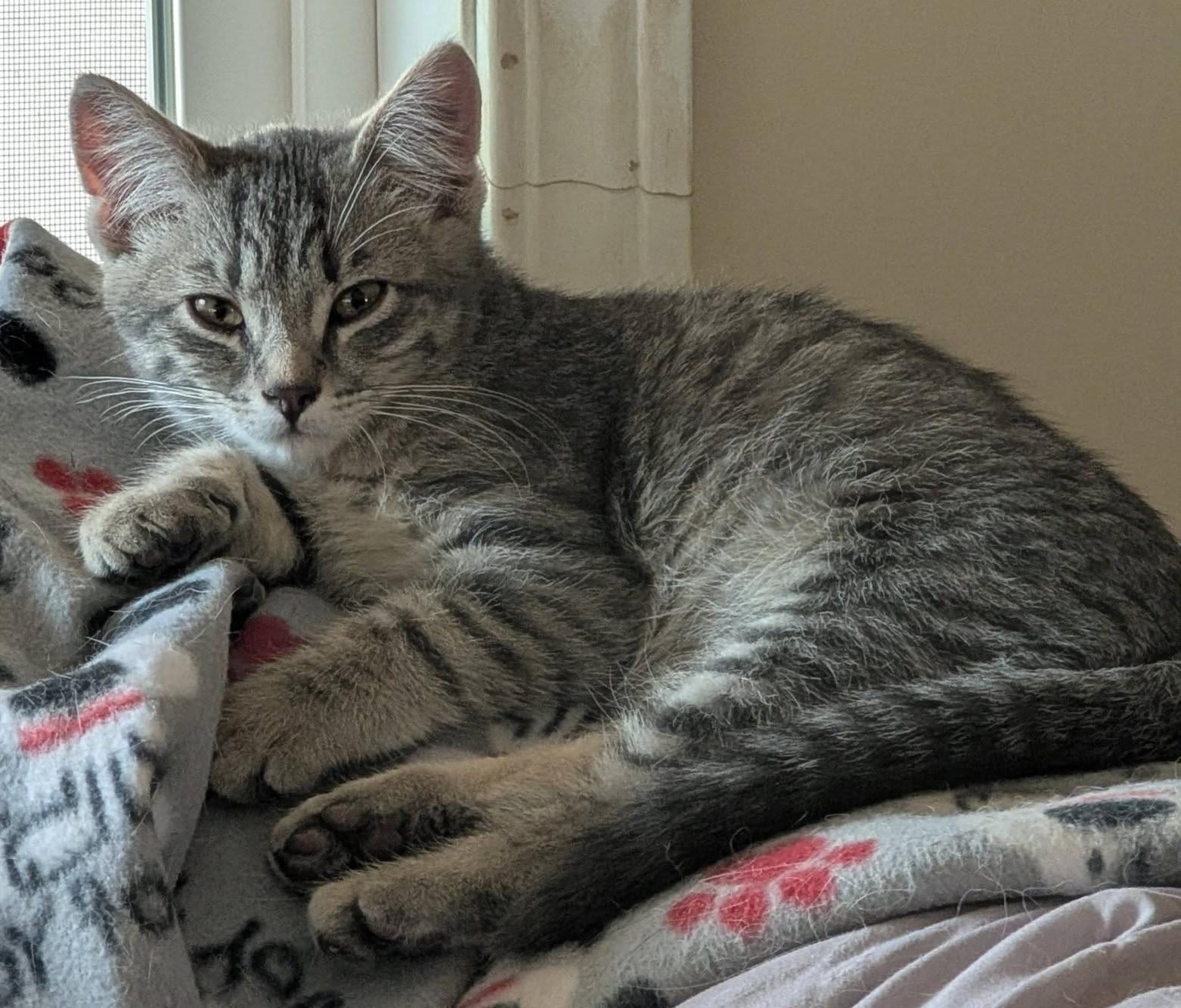 Enlarge Ashby, a ADOPTABLE mixed breed in Libby, MT image 2/5