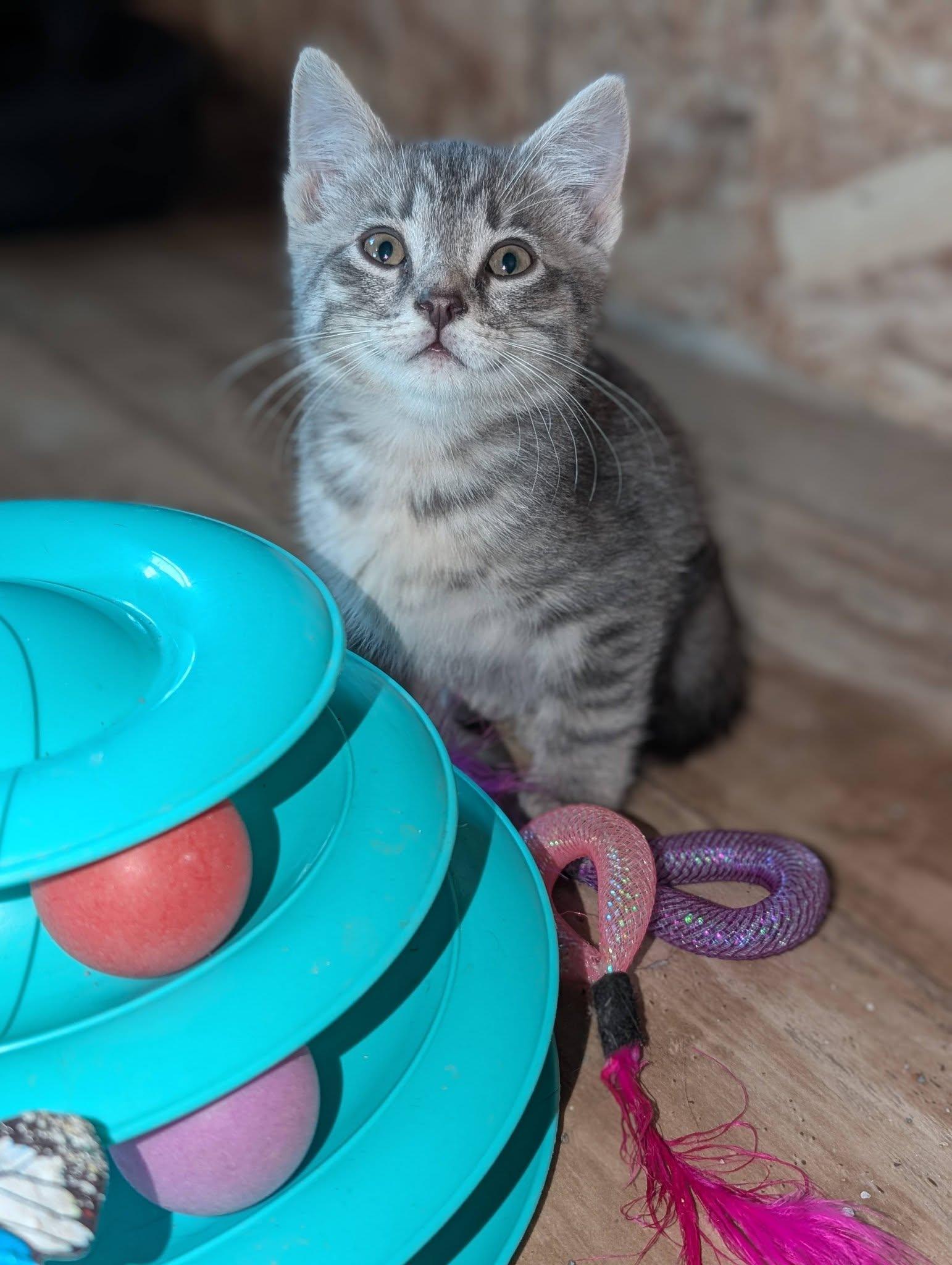 Ashby, a ADOPTABLE mixed breed in Libby, MT image 3/4