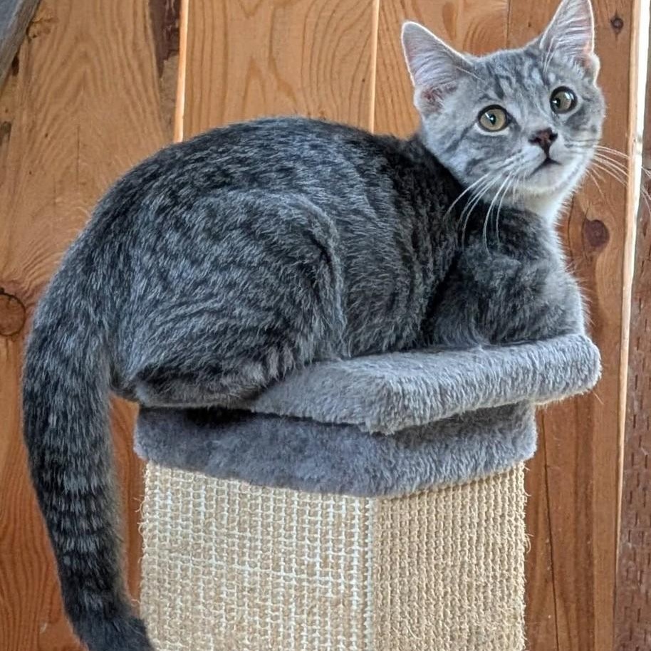 Ashby, ADOPTABLE, Kitten Male Tabby & Domestic Short Hair.