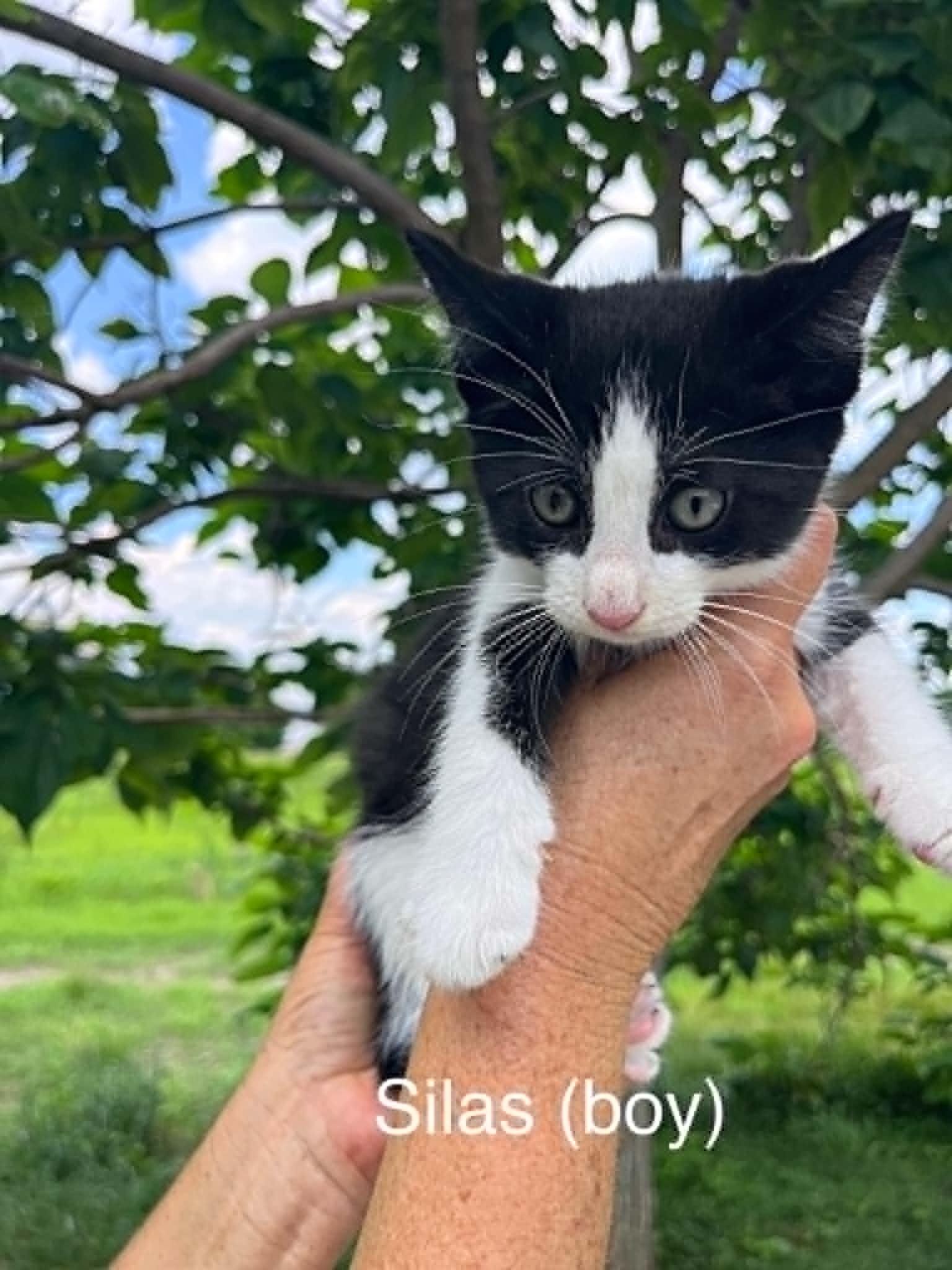 Enlarge Silas (Kitty), a Adopted Domestic Short Hair in Ashville, OH image 1/1