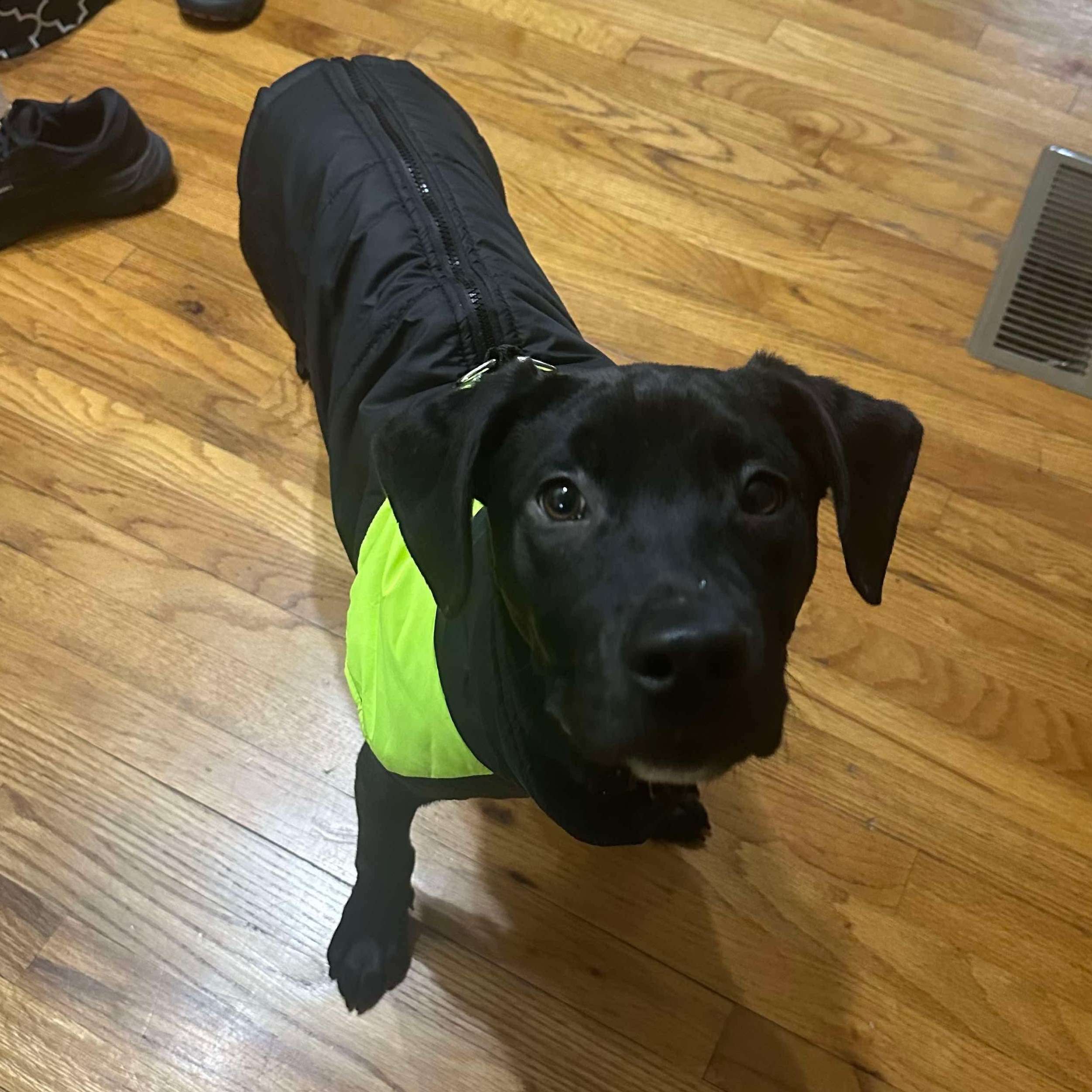 Enlarge Frost, a ADOPTABLE mixed breed in Bethlehem, PA image 2/6