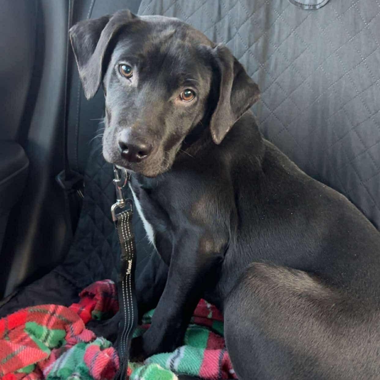 Frost, ADOPTABLE, Puppy Male Labrador Retriever & Mixed Breed.