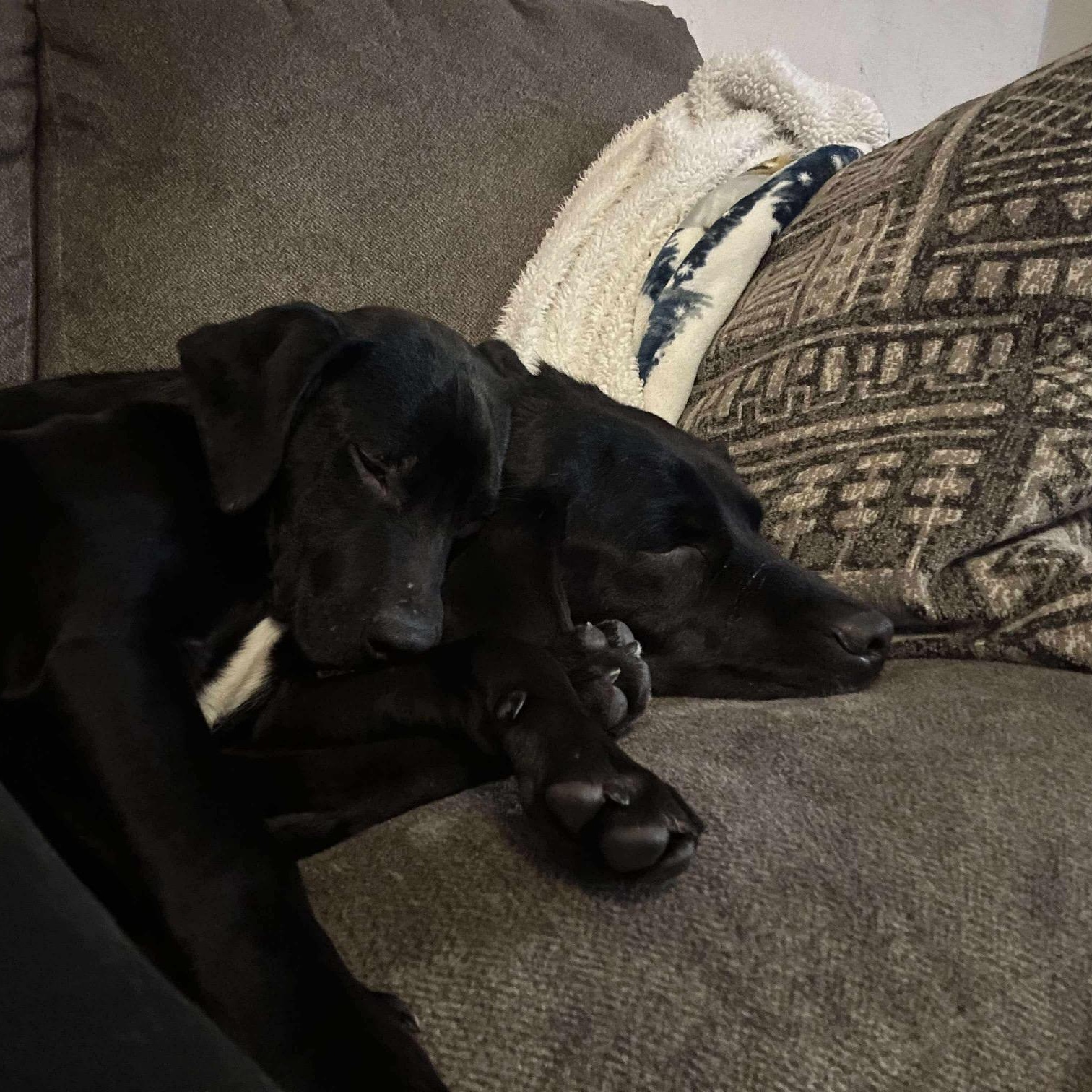 Enlarge Frost, a ADOPTABLE mixed breed in Bethlehem, PA image 6/6